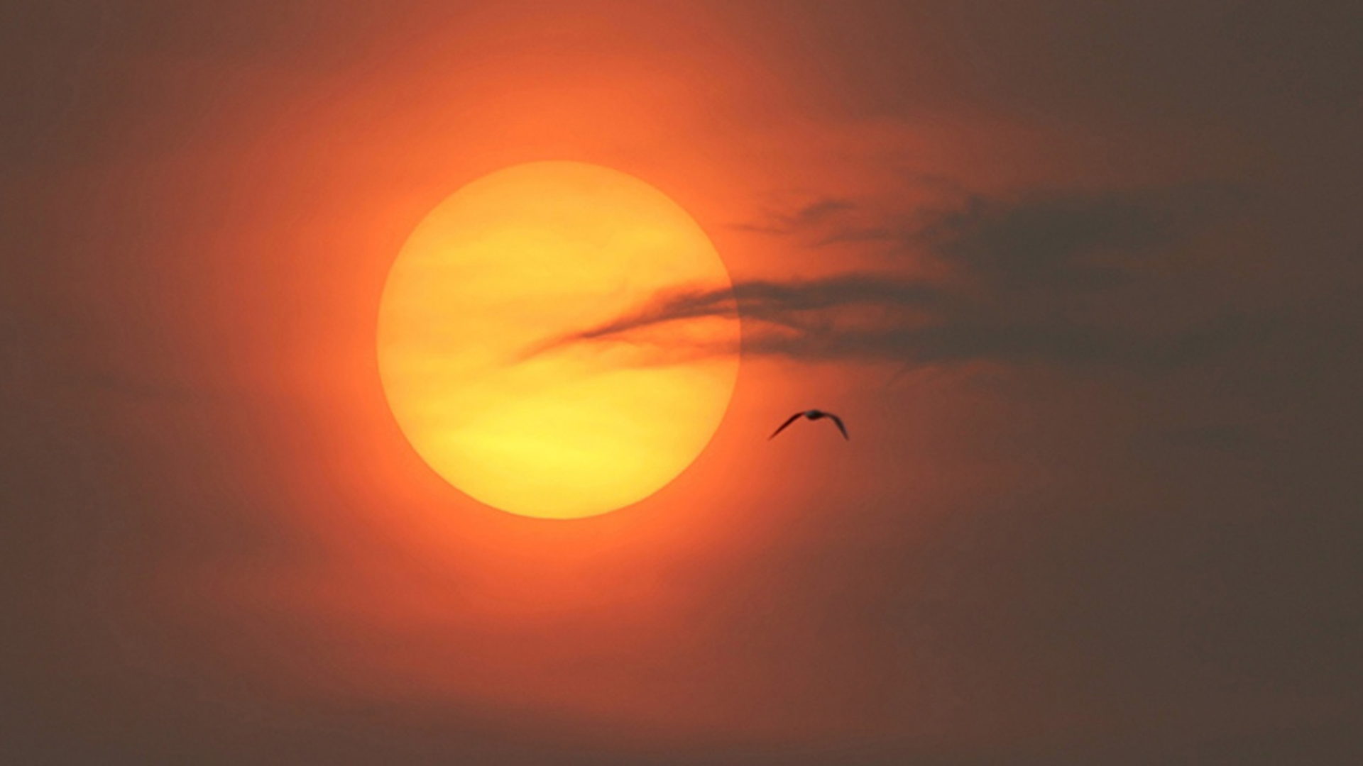 Oranje zon met vogel