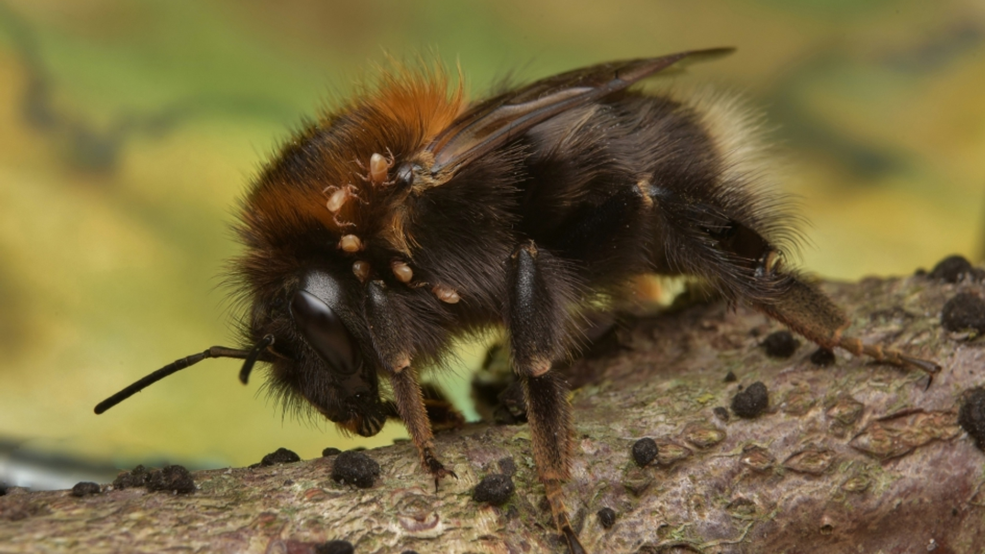 boomhommel_5e67b967df594_medium