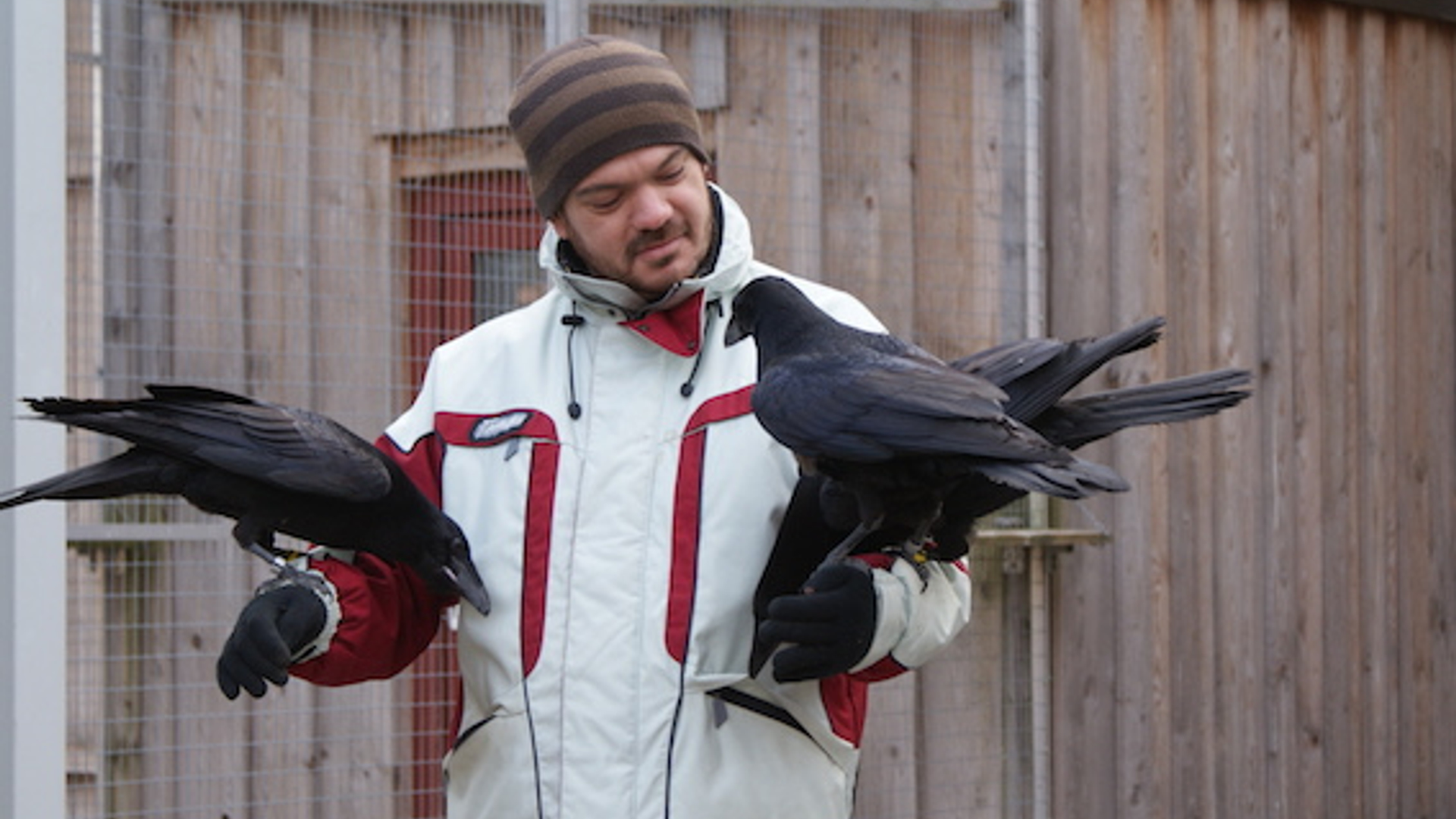 Jorg Massen en raven