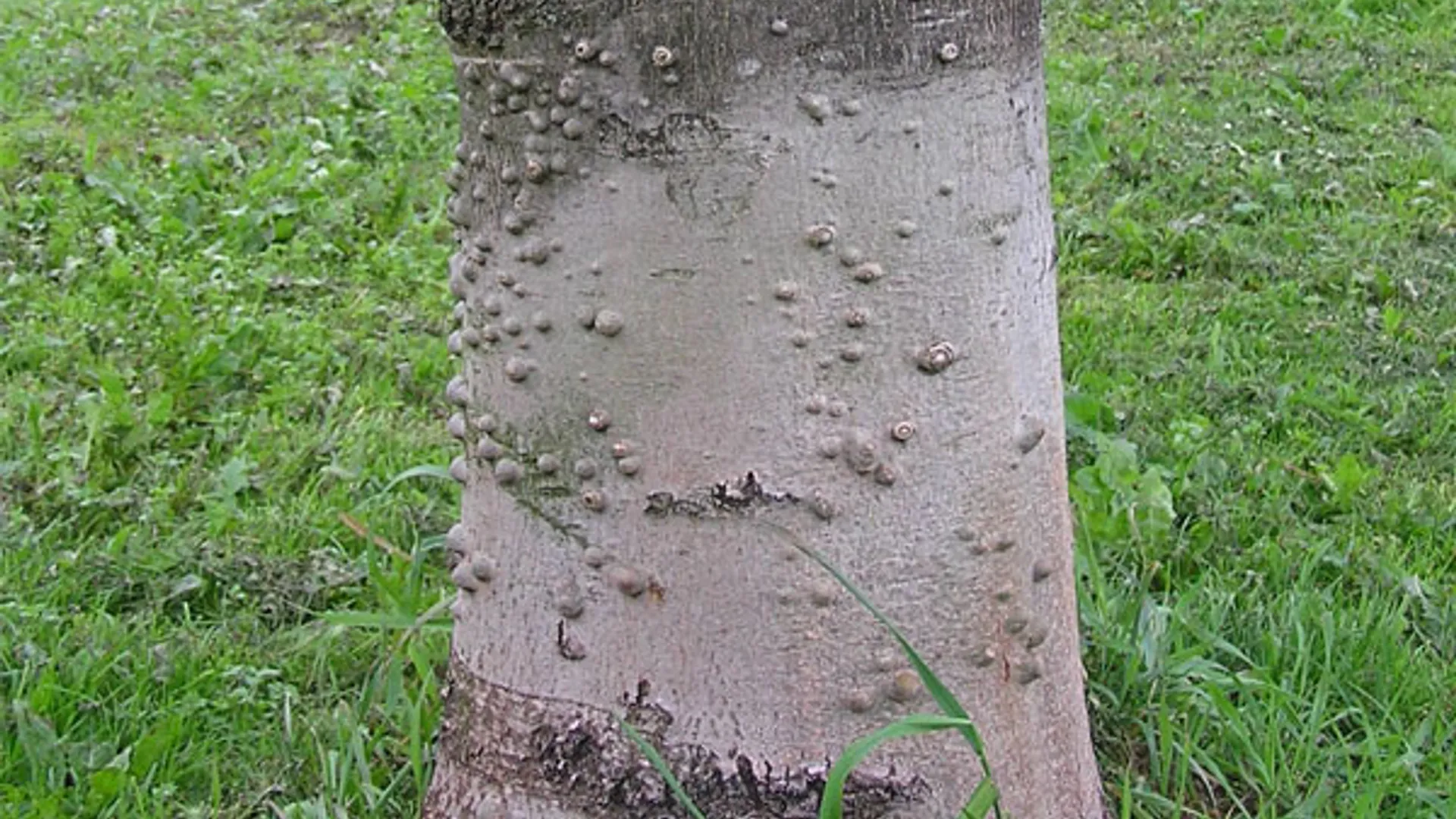 knobbel_bomen.jpg