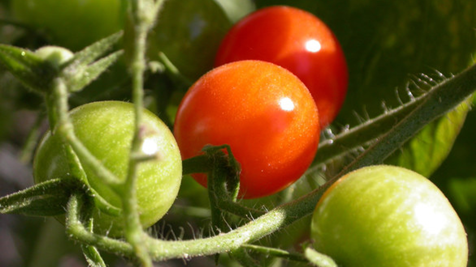 tomatoes-1-1532480.jpg