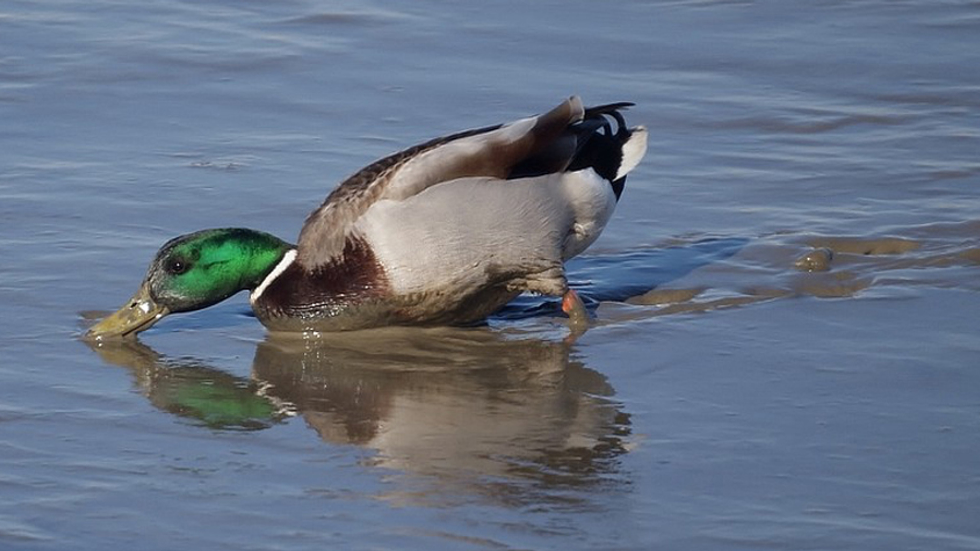 wilde eend in slib nitahoek