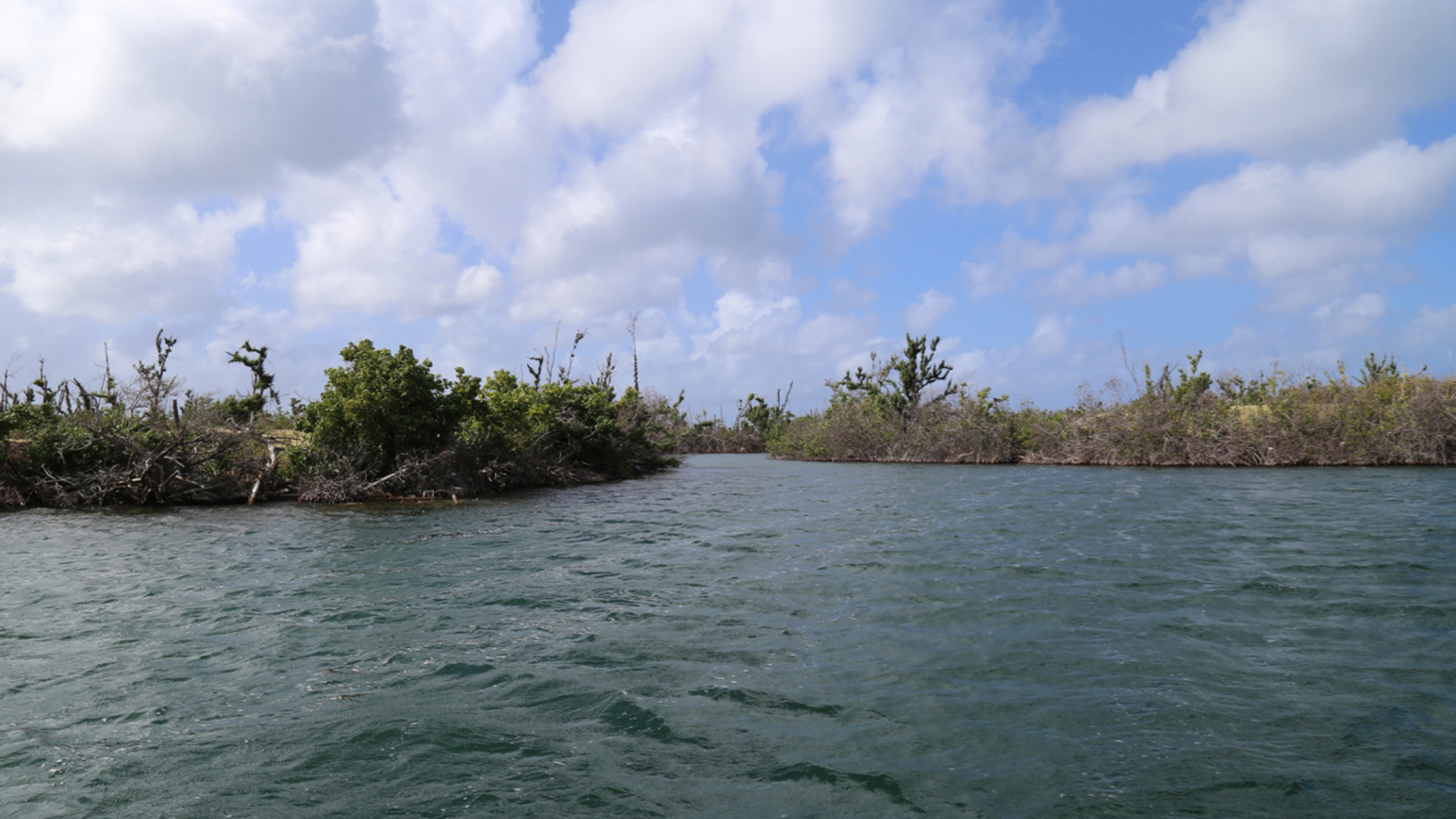 Mangrove Sint Maarten