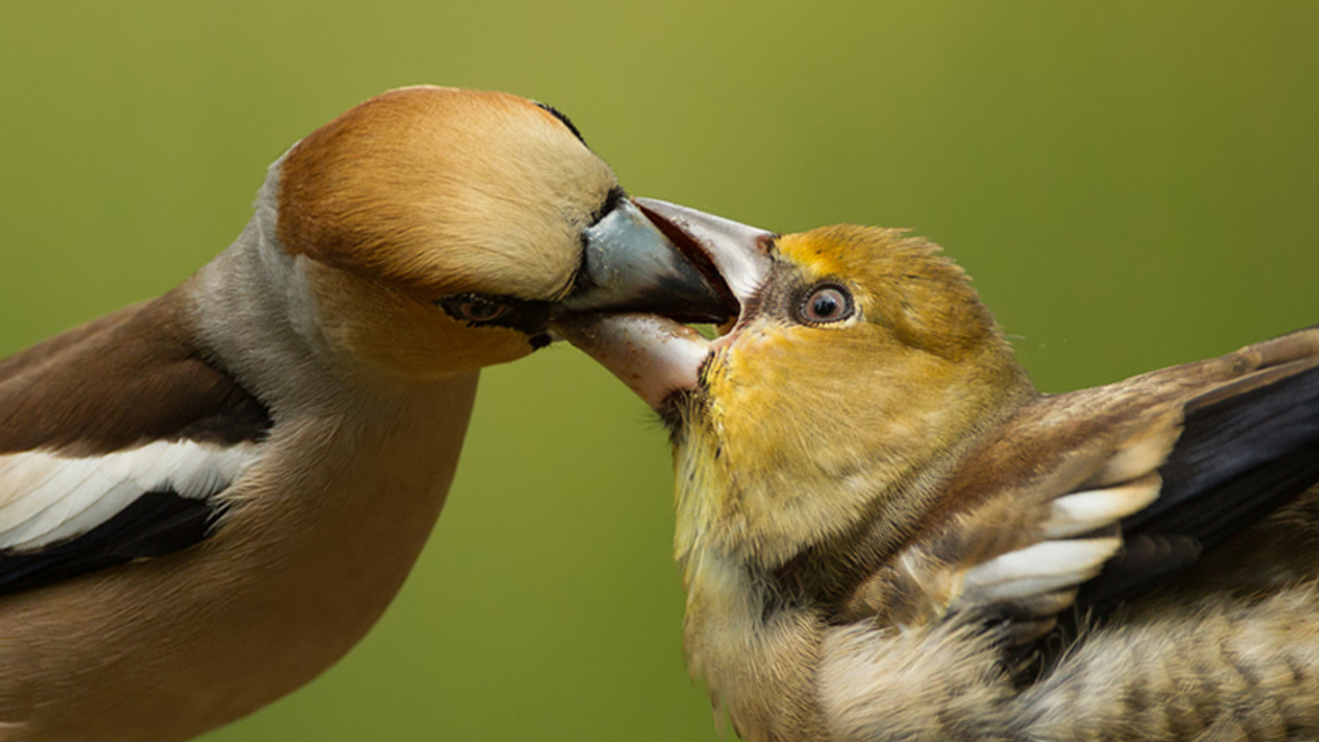 Appelvink voert