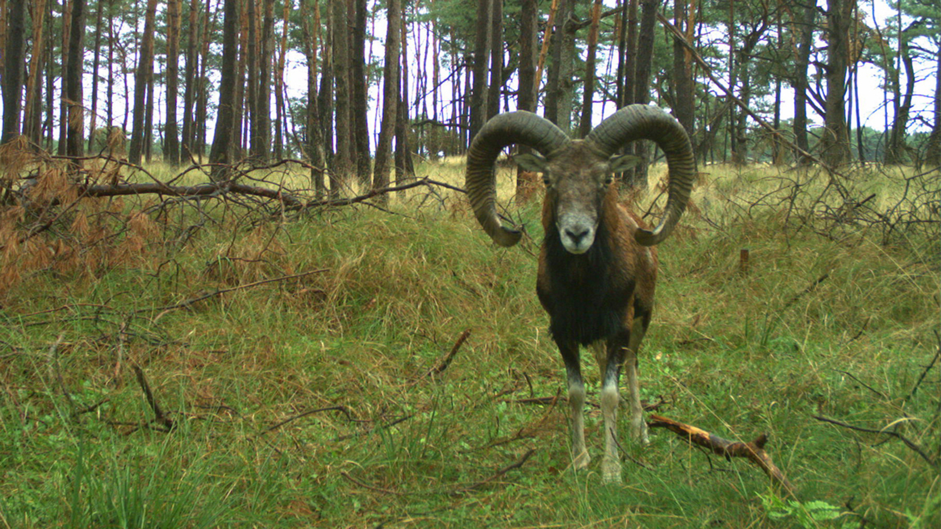 snapshot_hoge veluwe