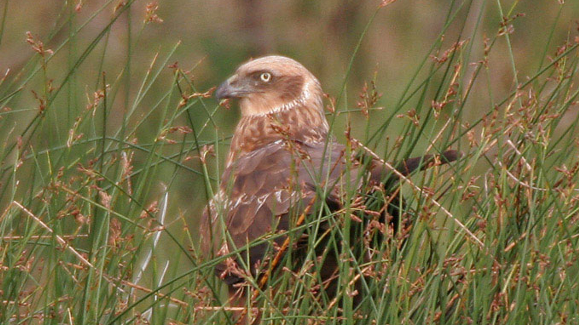 Eurasian_Marsh_Harrier__28C.jpg