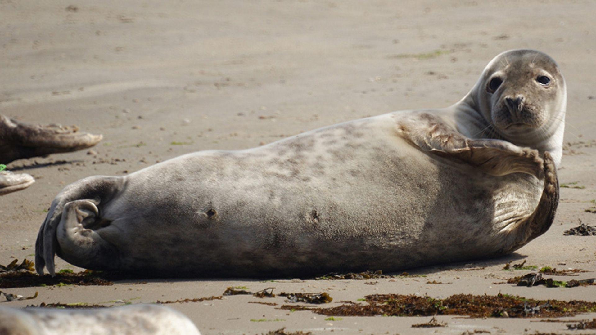 Zeehond relax