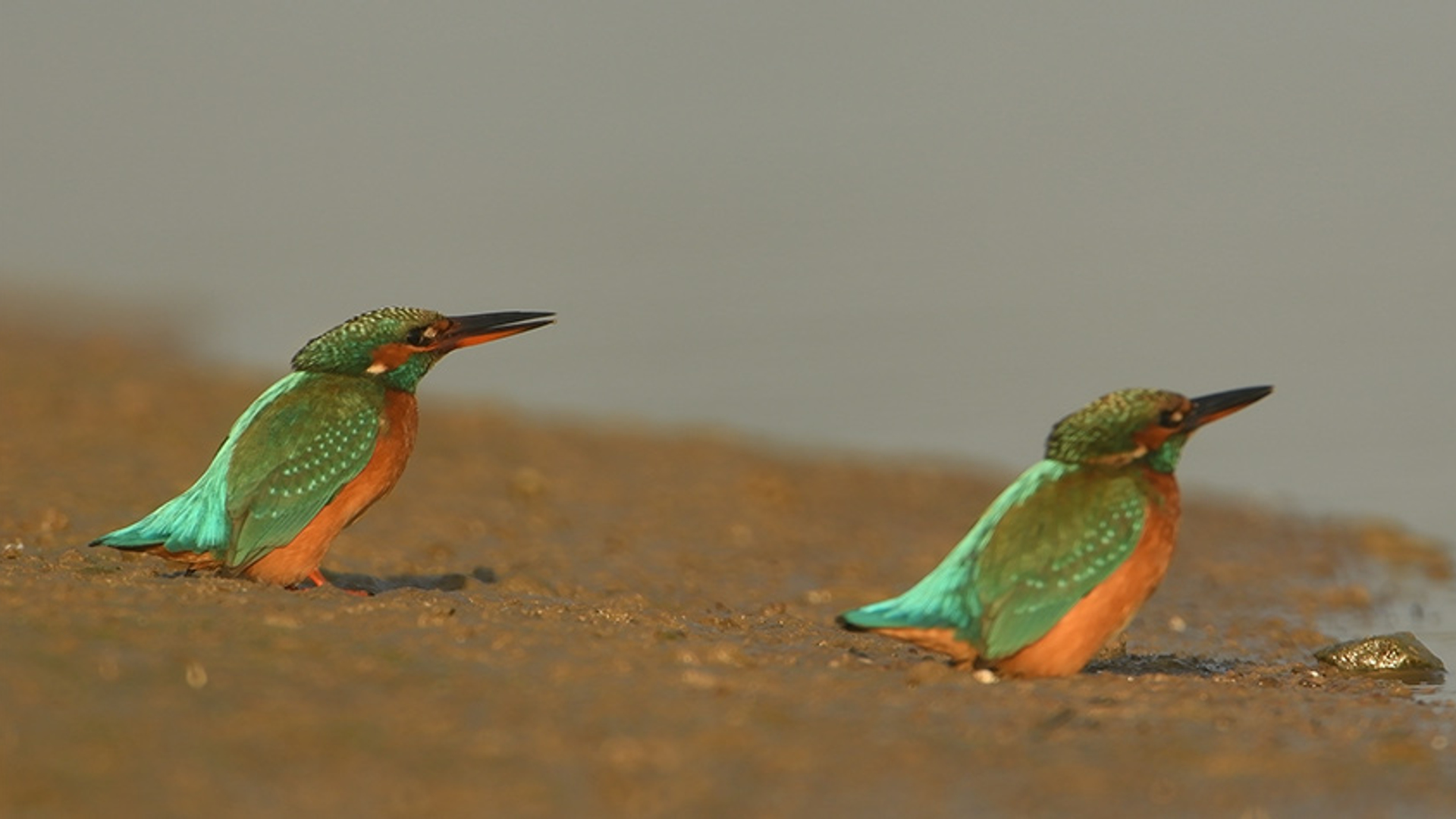 ijsvogels zelf geschoten groot