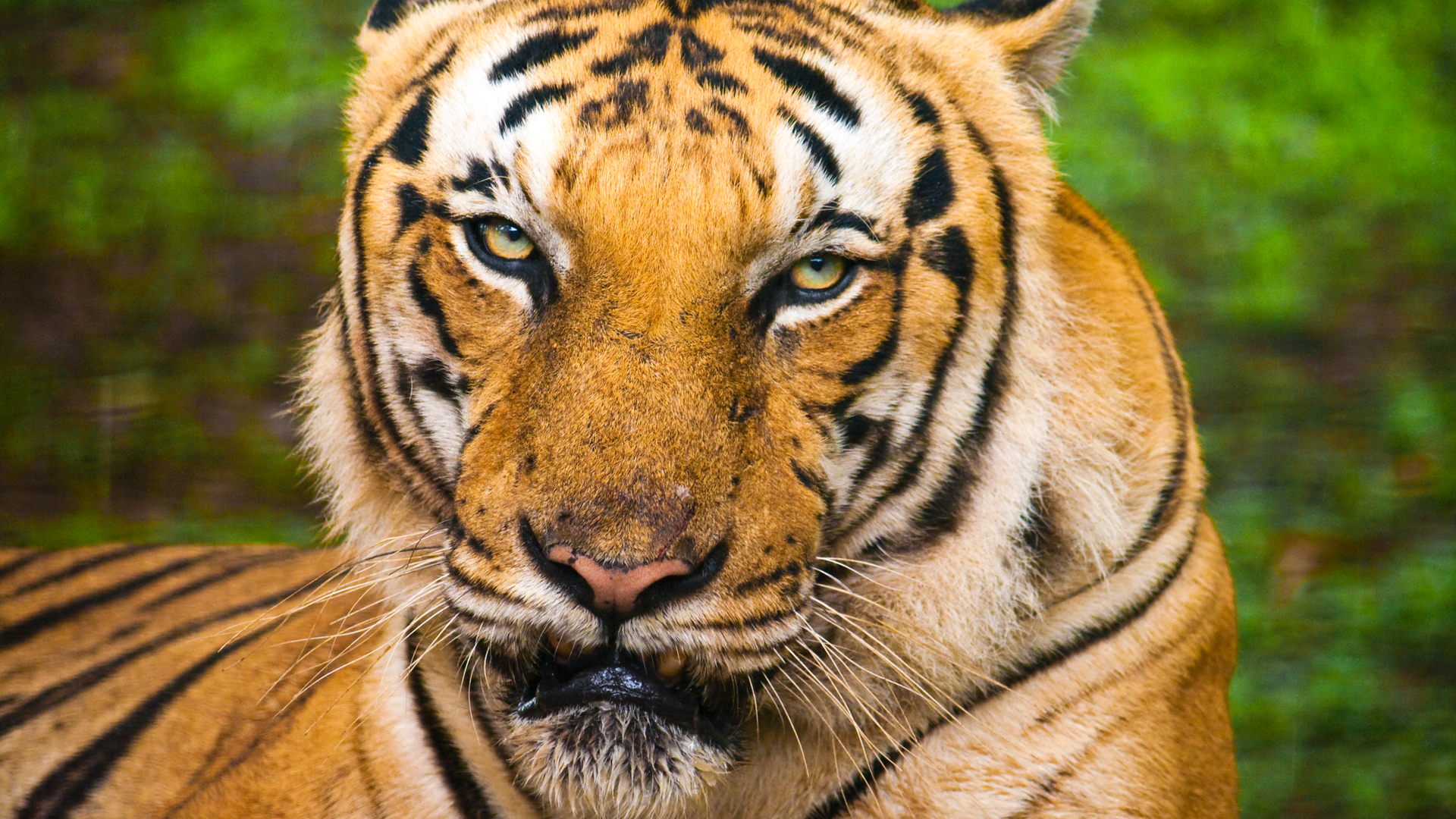 TIJGER.jpg