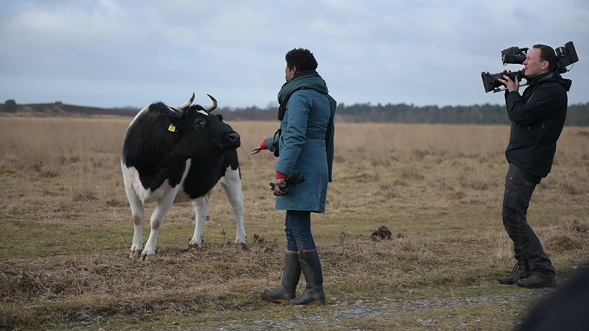 Koe - maasduinen