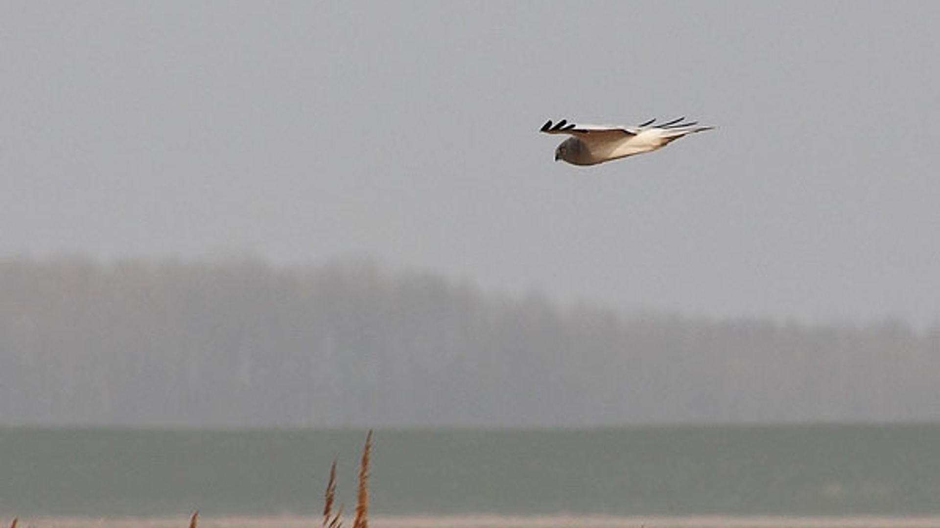 Blauwekiekendief_geugjesRia.jpg