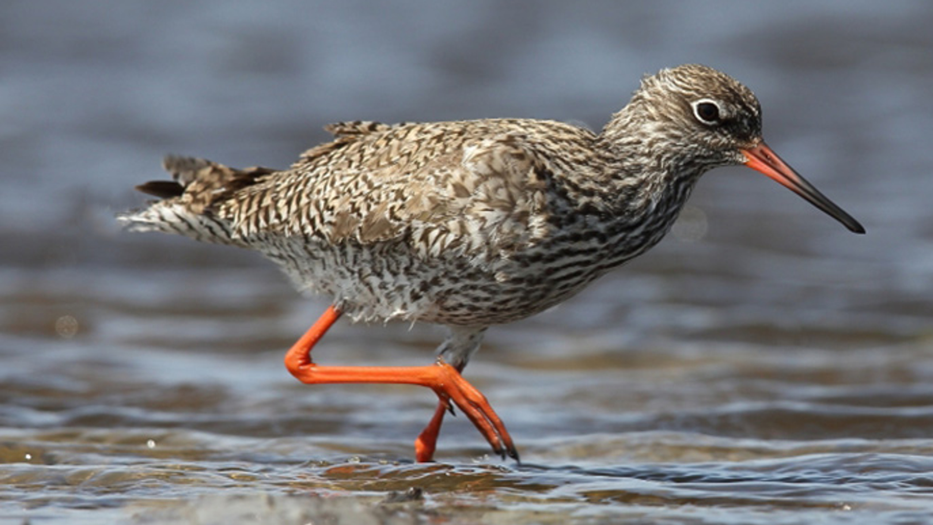 tureluur_5755fba896329_large