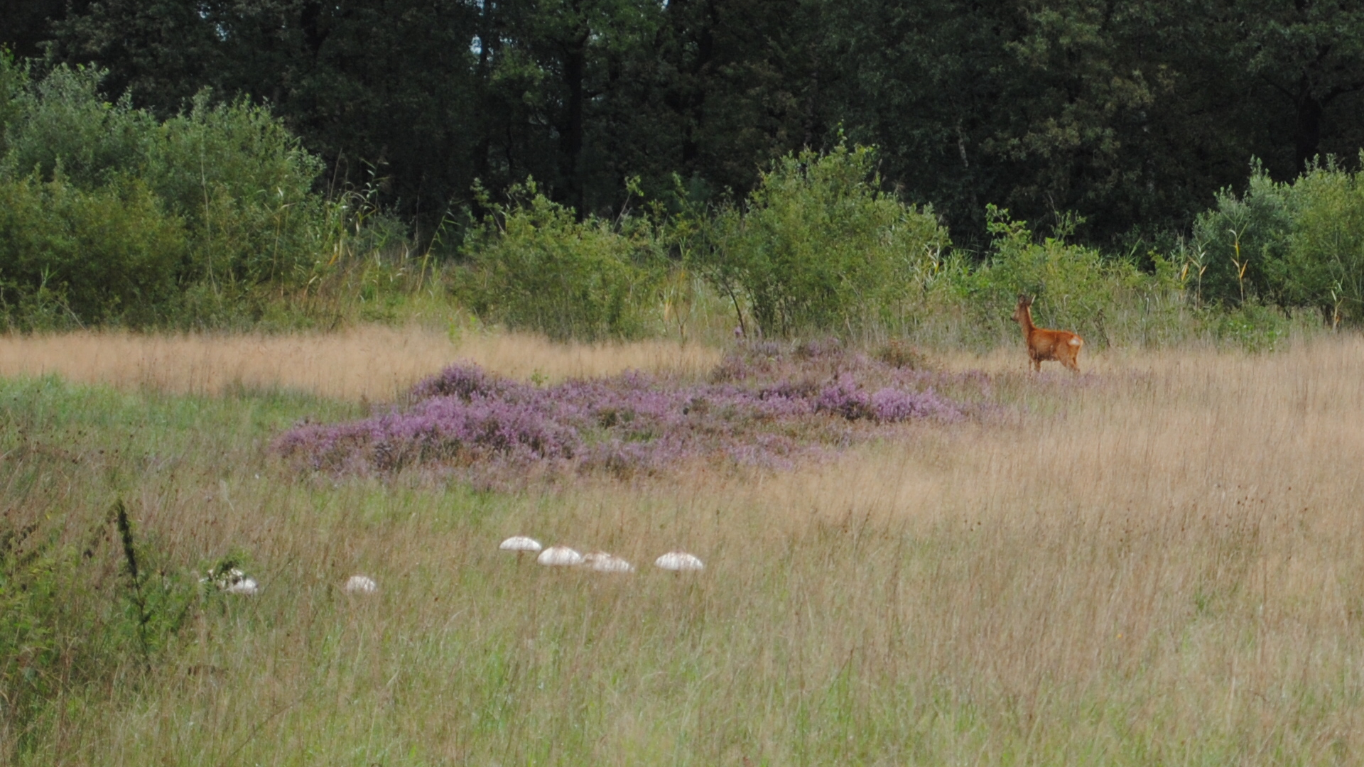 Ree tussen de heide