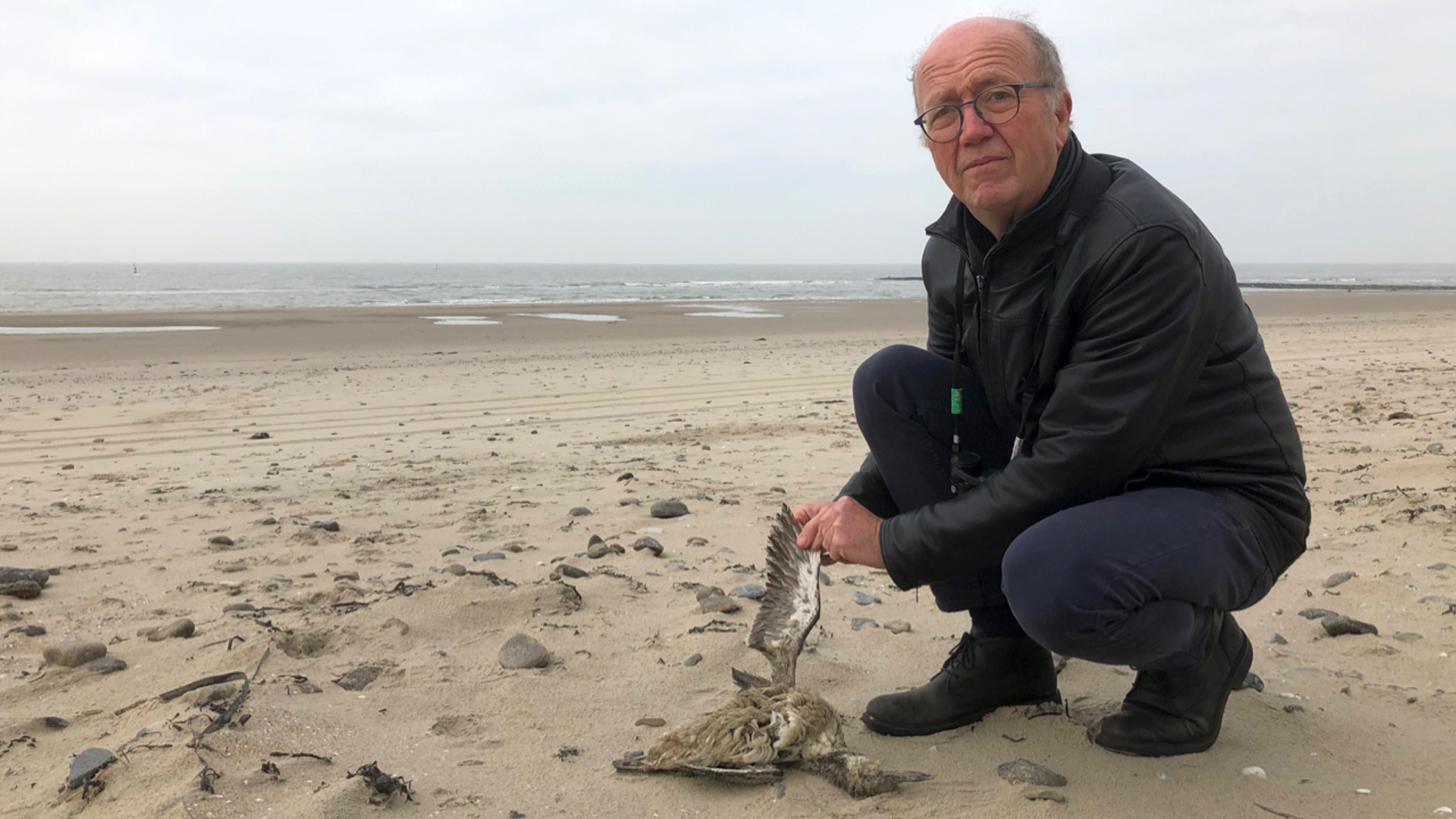Kees Camphuysen