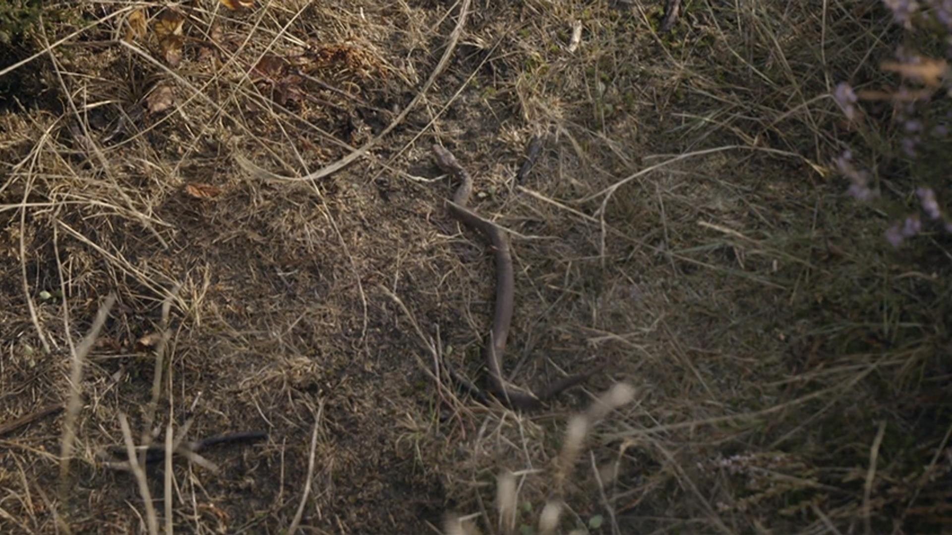 adder meinweg