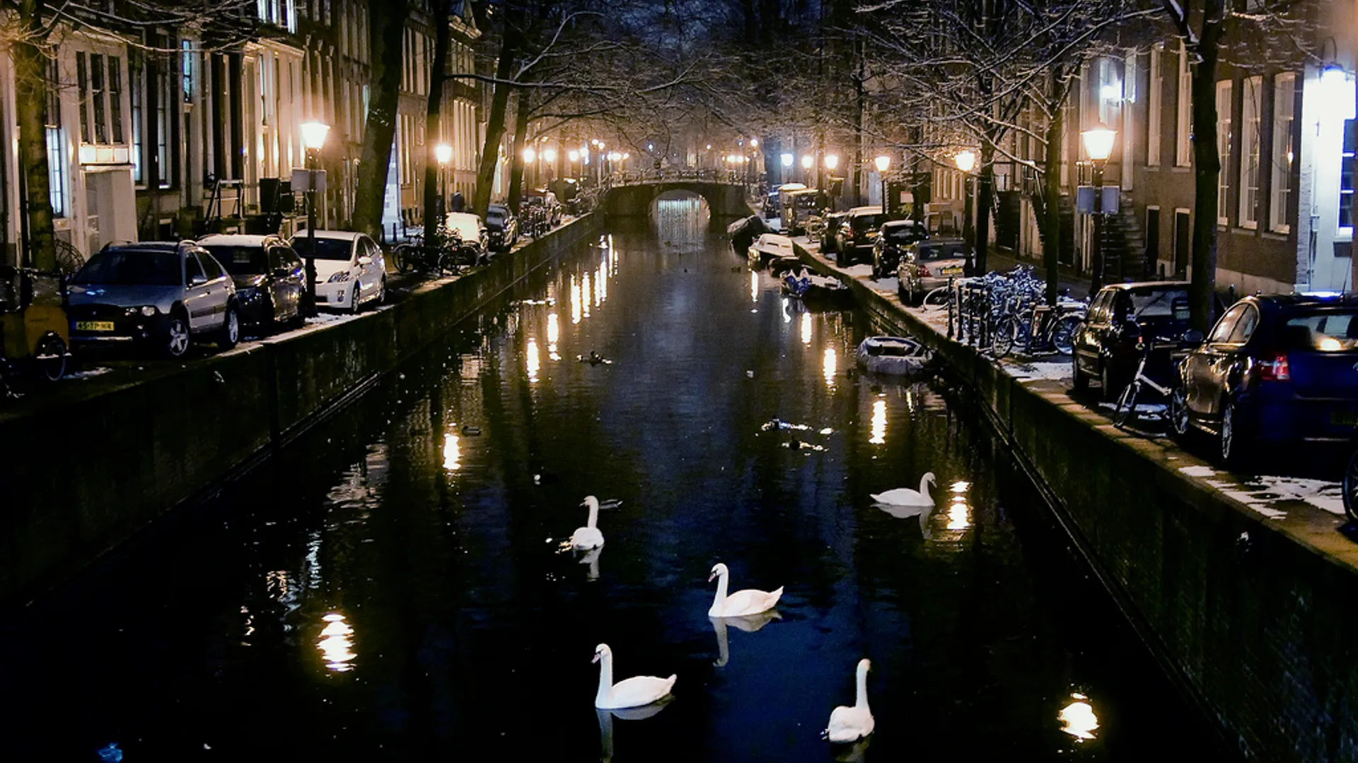 amsterdamgrachtzwaan__Geir_Halvorsen.jpg