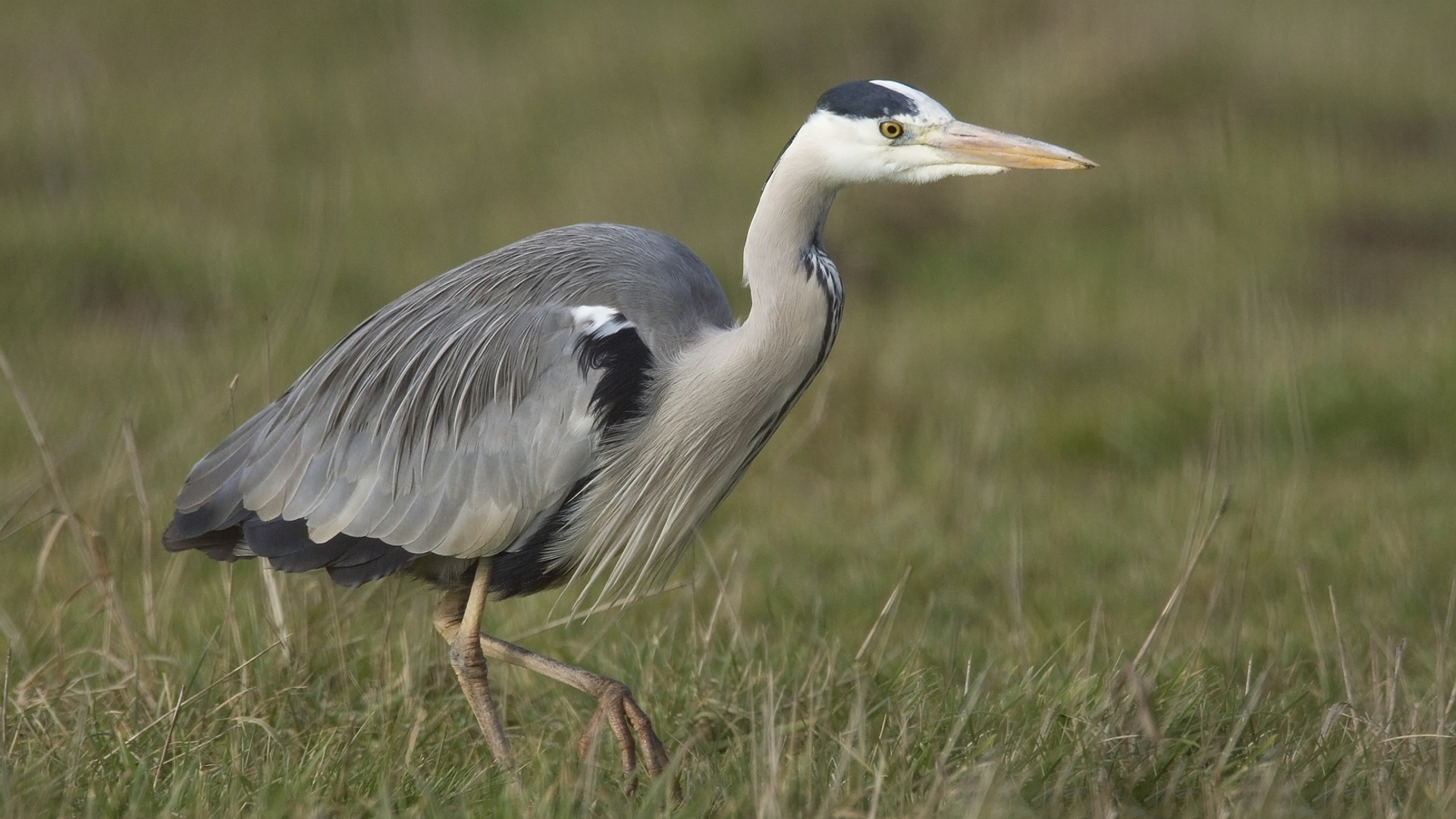 Blauwe_reiger_Harvey_van_Diek.jpg