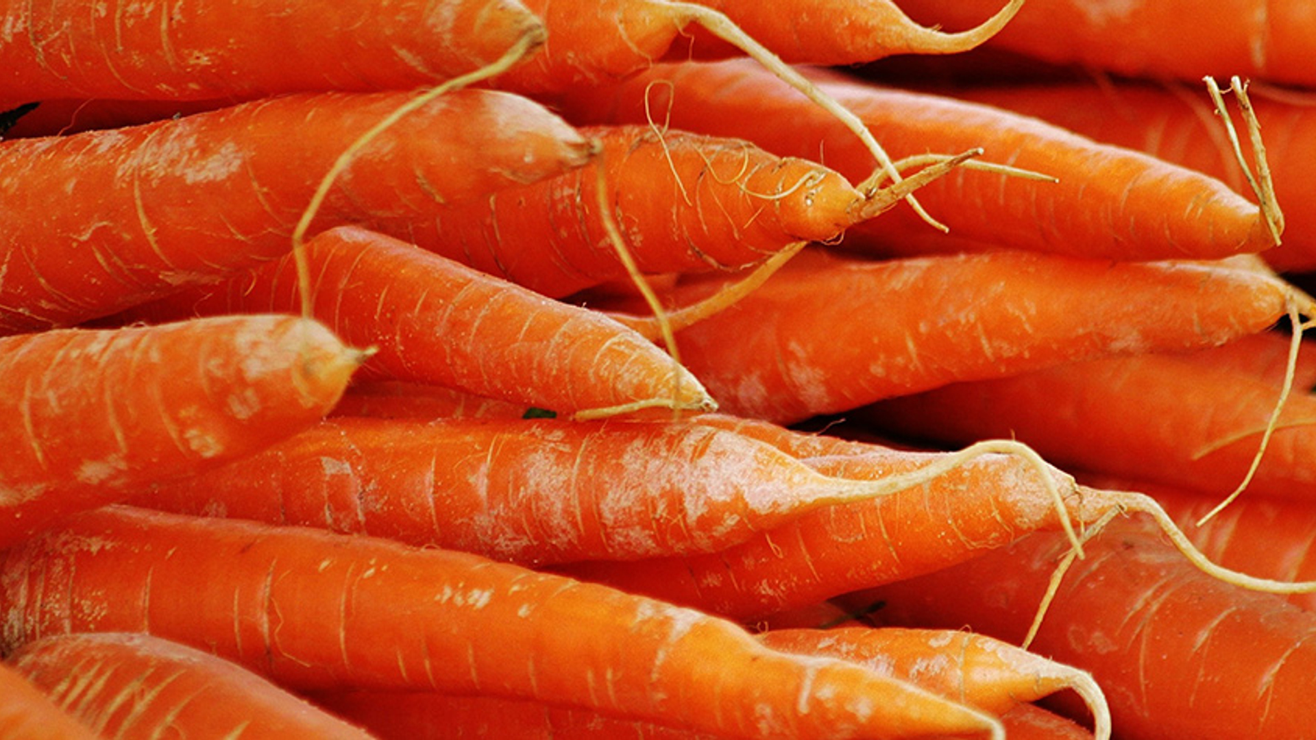 Wortel - Publiek domein