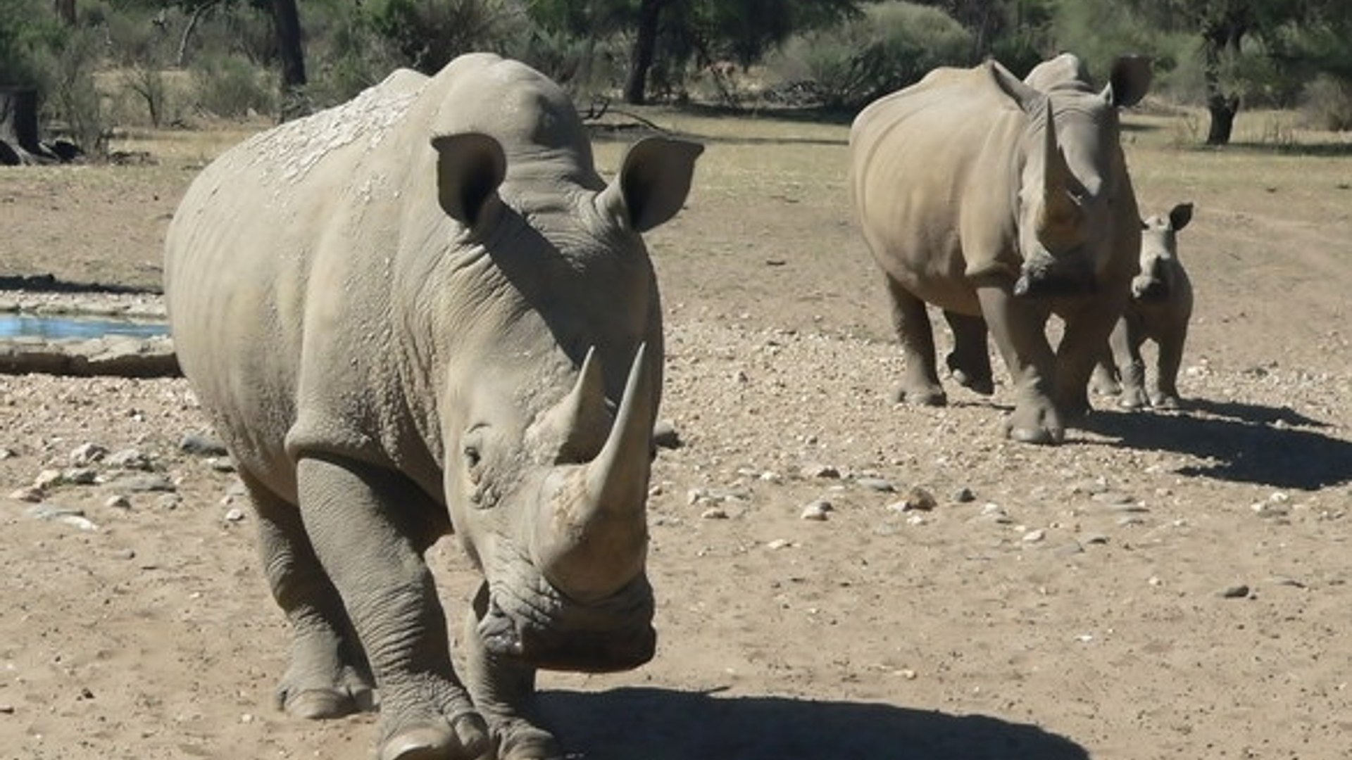 white-rhino-family-1401090.jpg