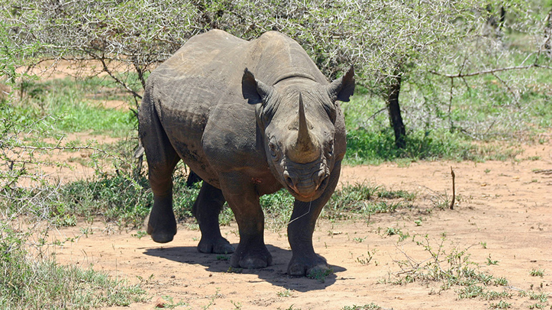 Zwarte neushoorn