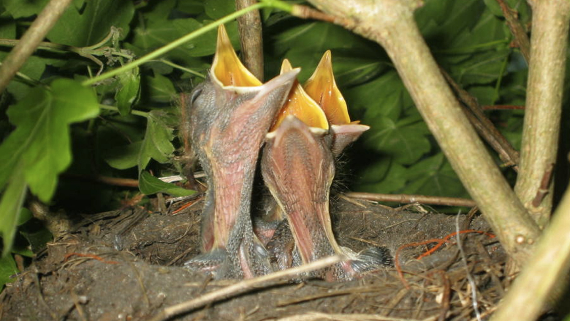 Jonge_merels_in_nest_van_anneketine.jpg