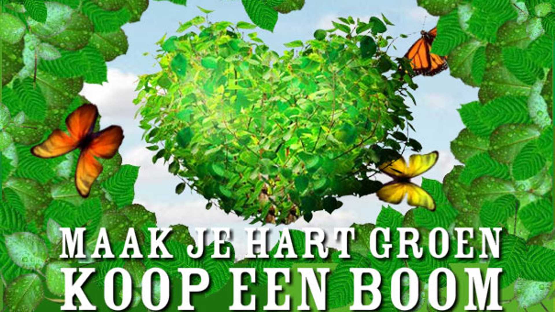 groenhart_04.jpg
