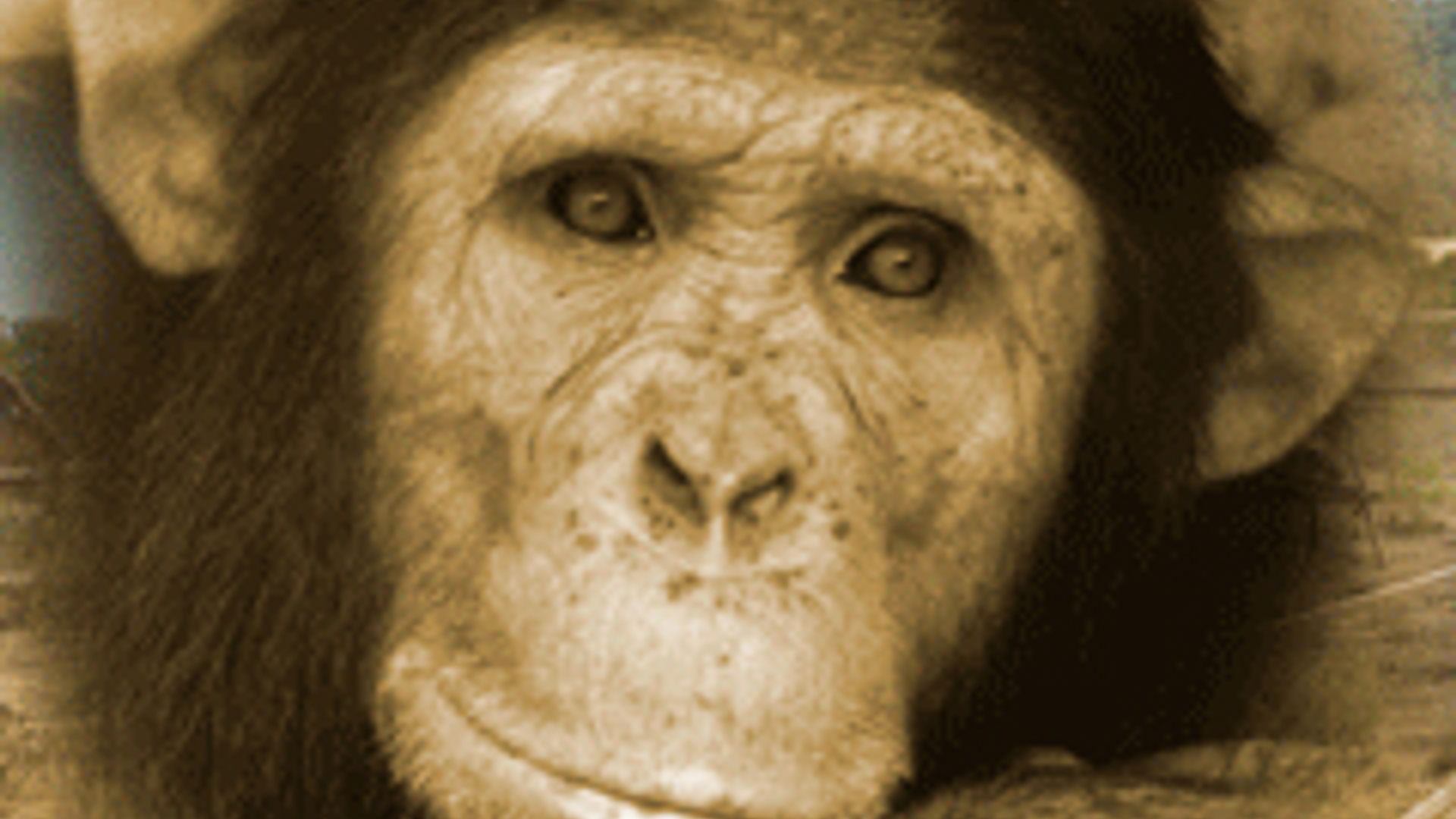 Chimp_donkey_01.jpg