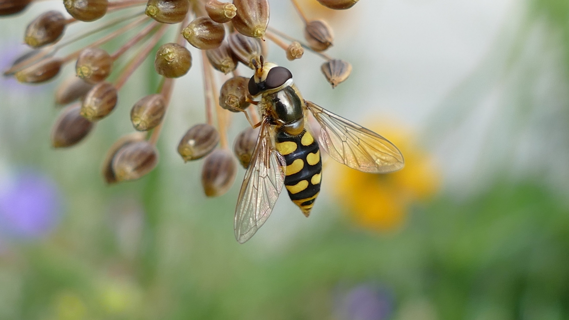 zweefvlieg_Natuurfotografie