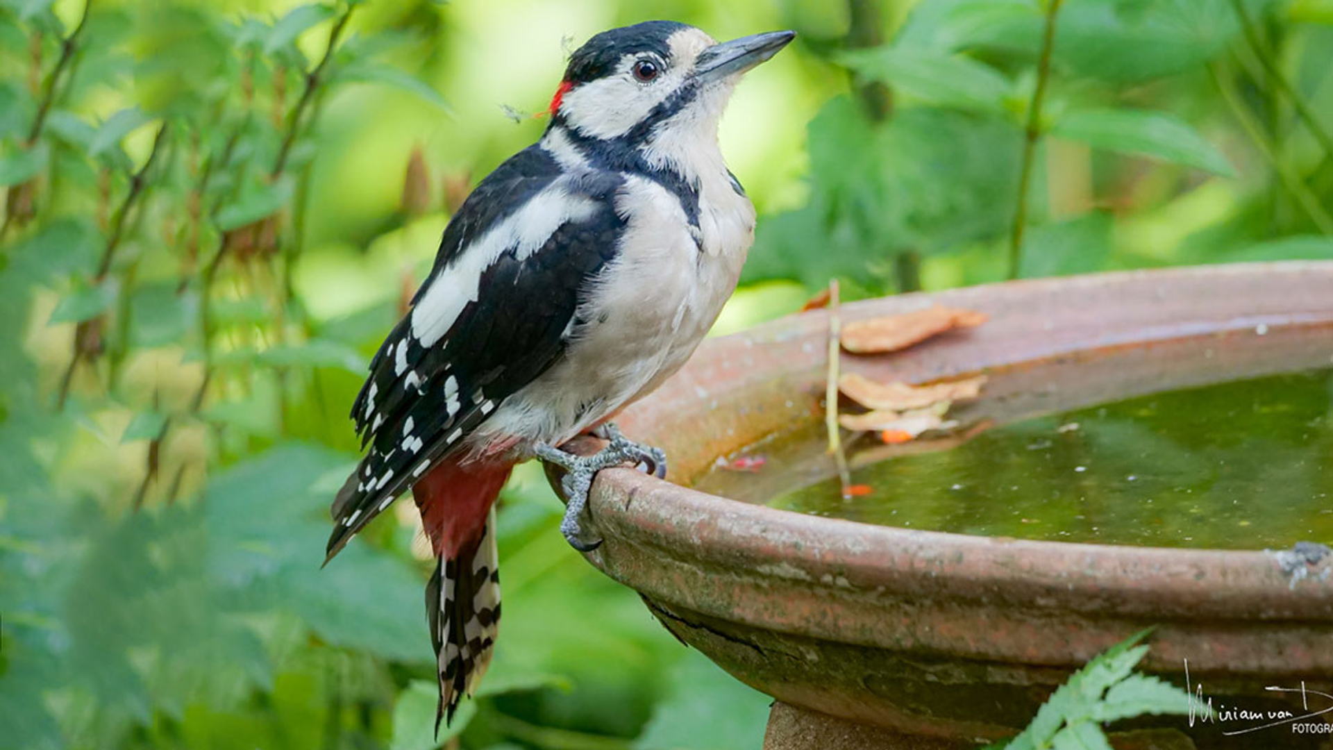 specht-poseert-op-drinkbak_62d7d9784a74c_large