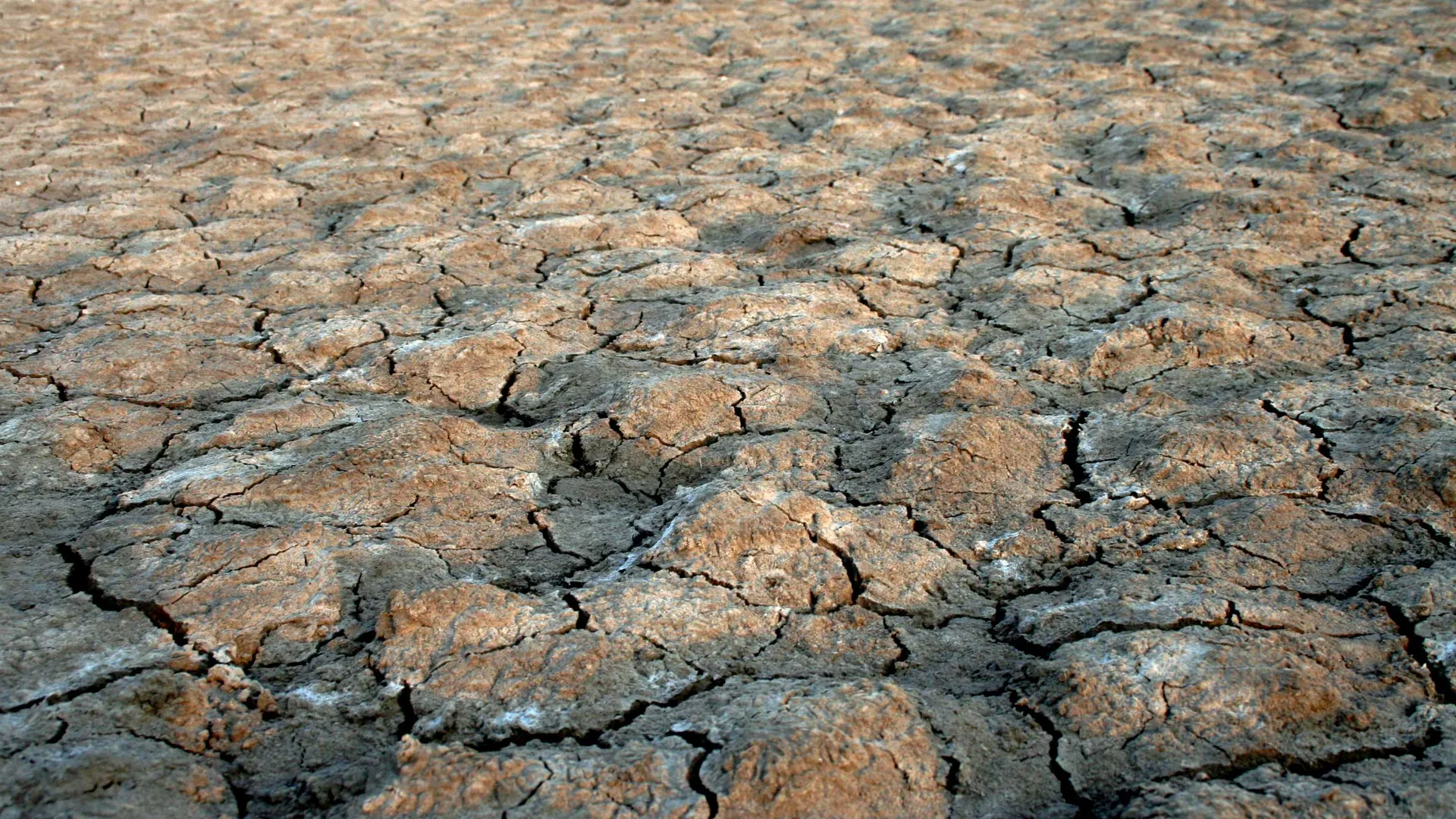 droogte.jpg
