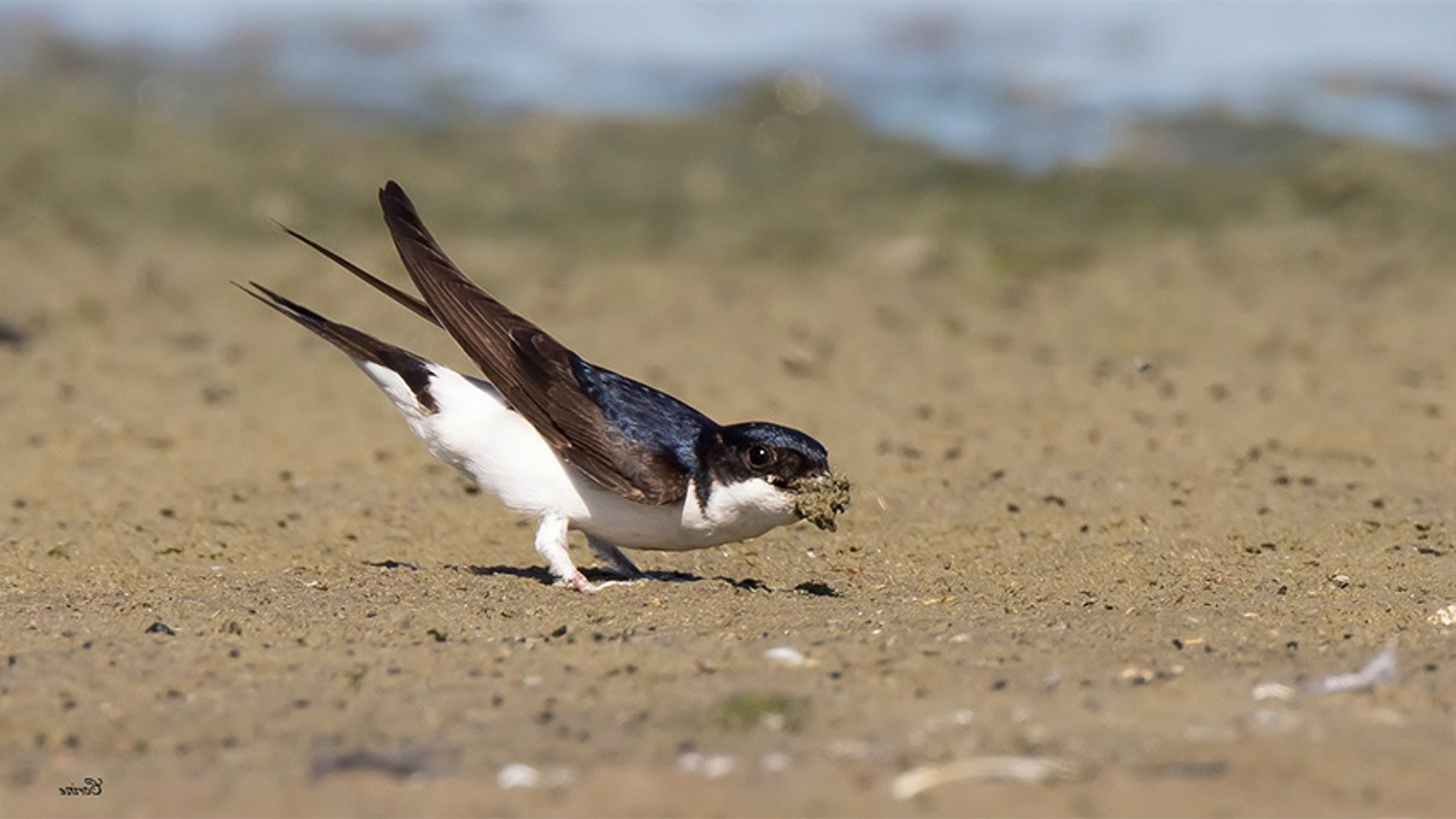 Cursus vogelzang - huiszwaluw