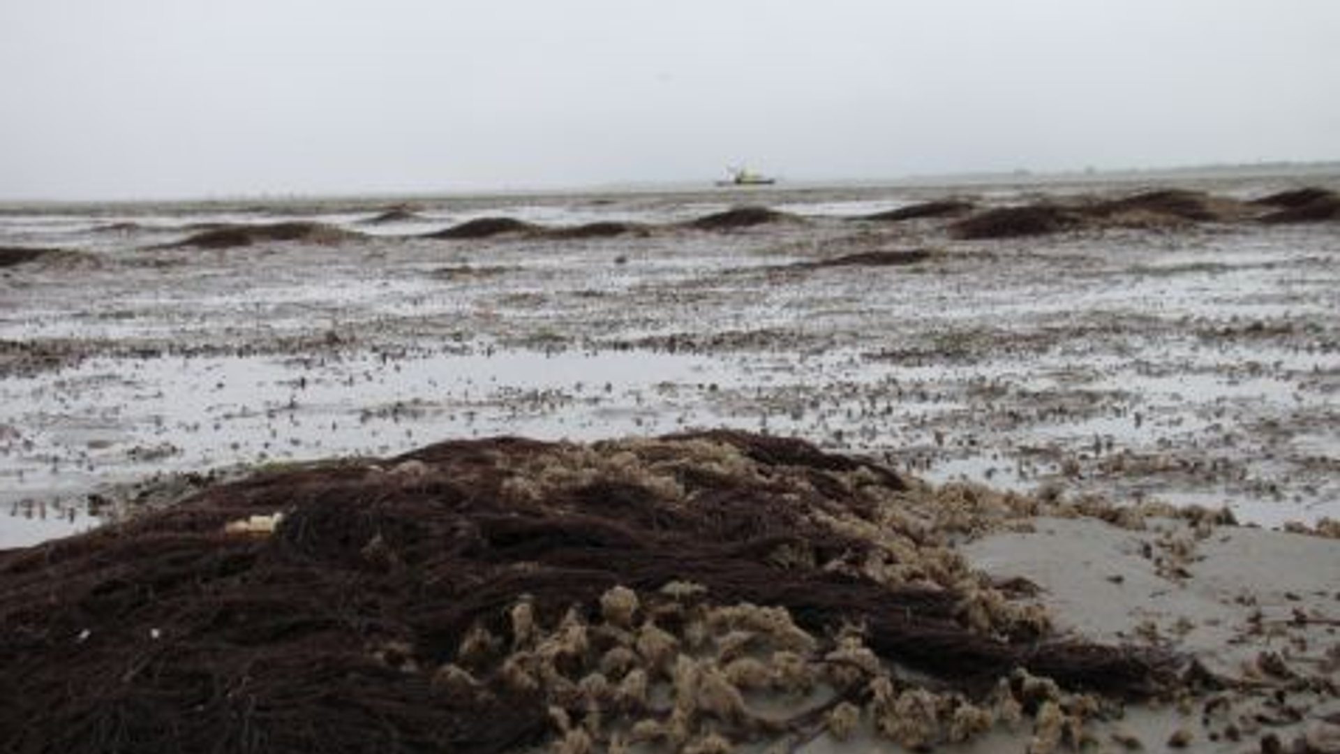 Krukel__Waddenunit.jpg