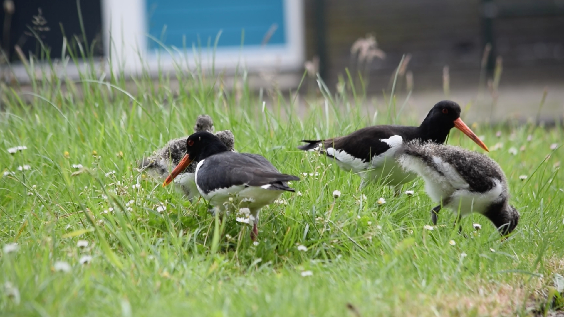 Scholeksters op het dak