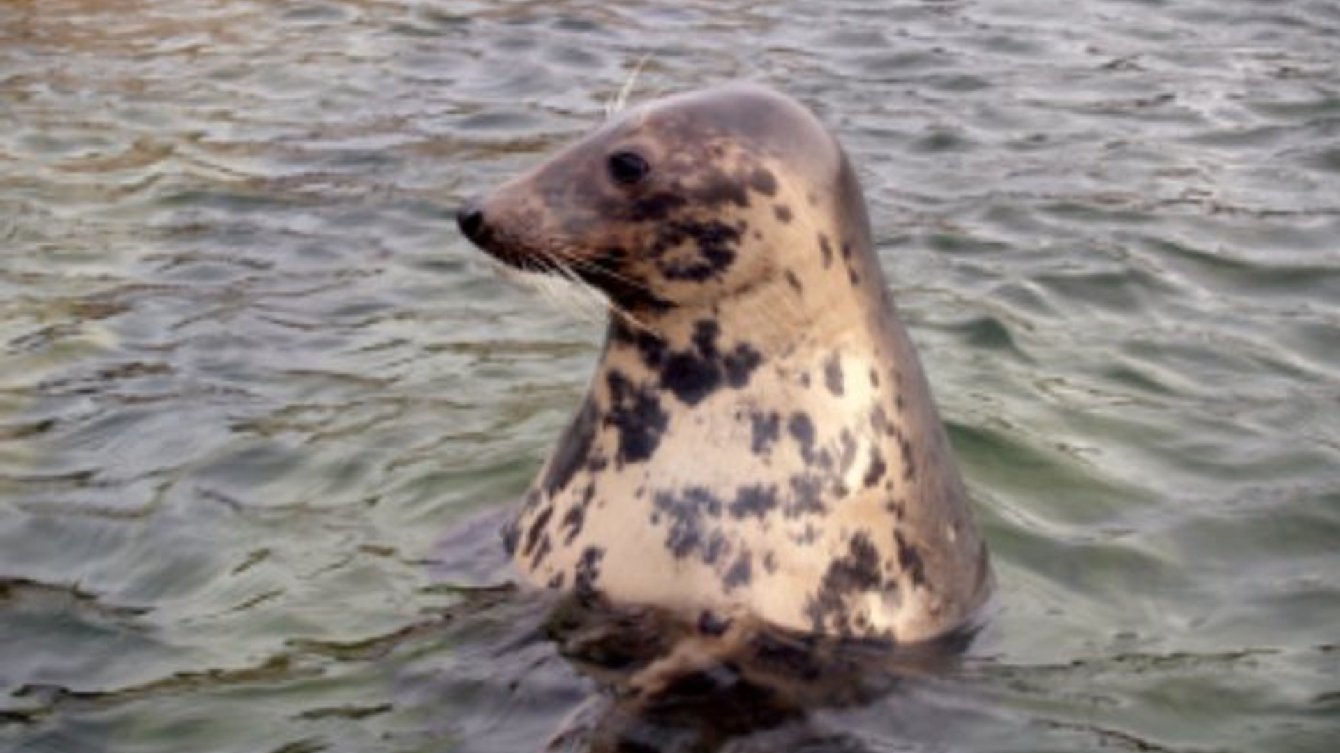 zeehond_39.jpg