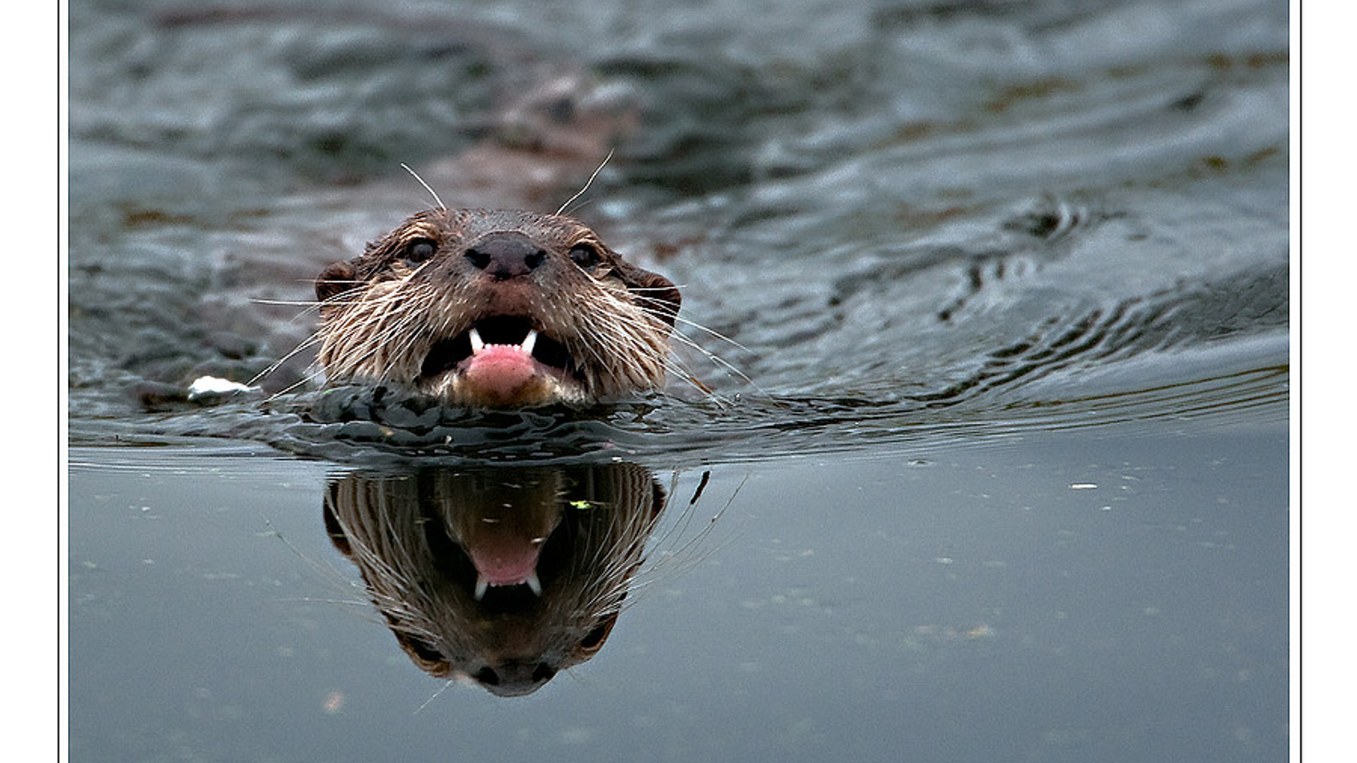 otter_josdekkers.jpg