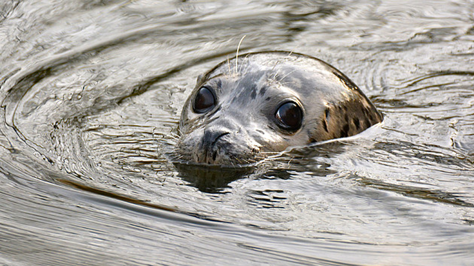 zeehond_79.jpg