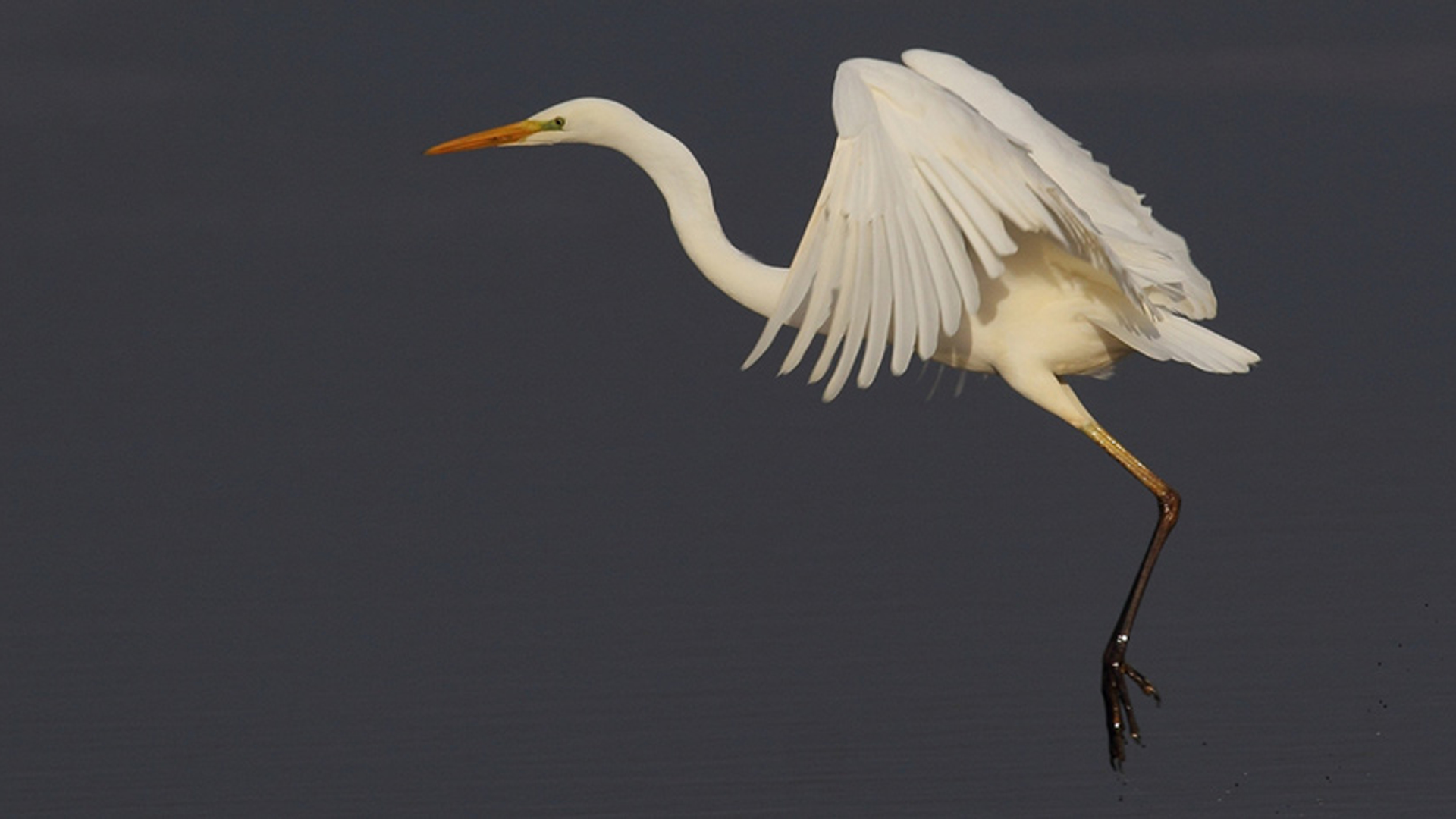 Grote zilverreiger