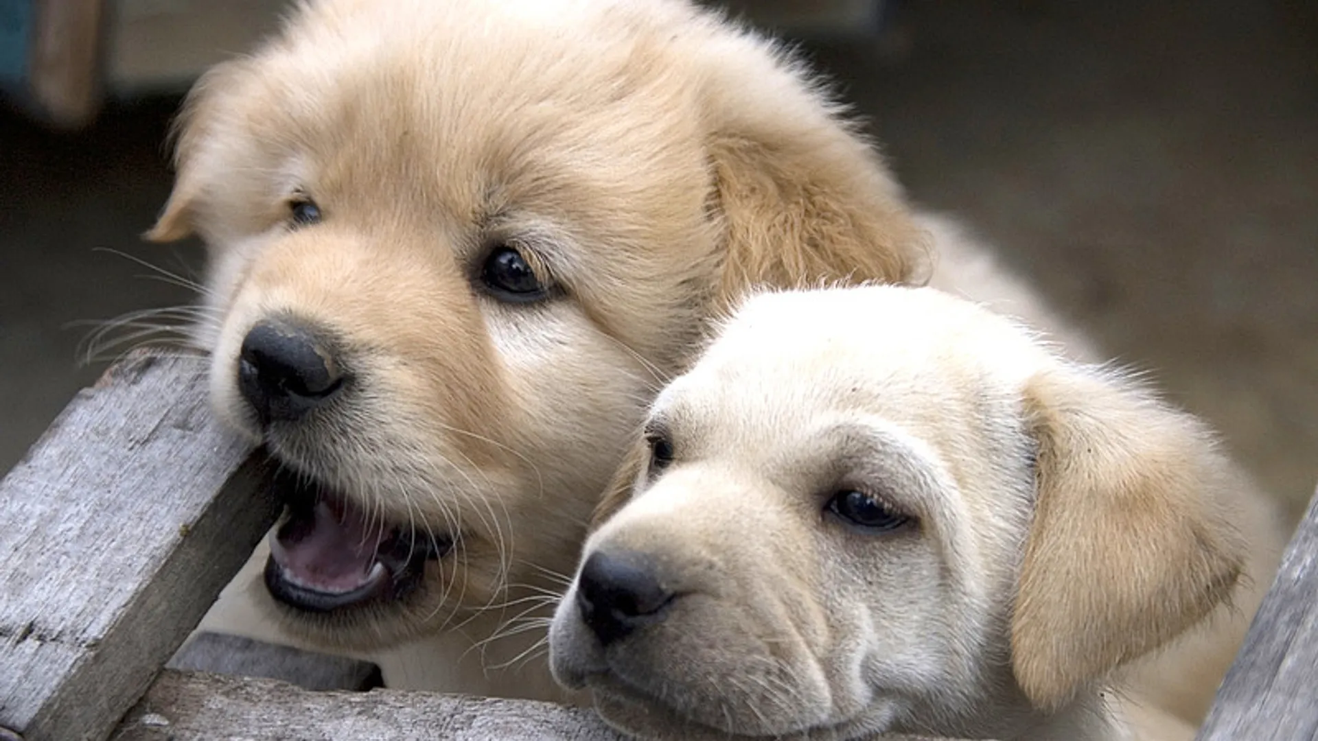 puppies.jpg