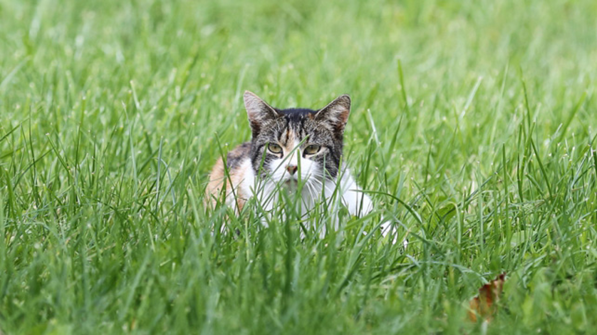 kat in weiland-Barky