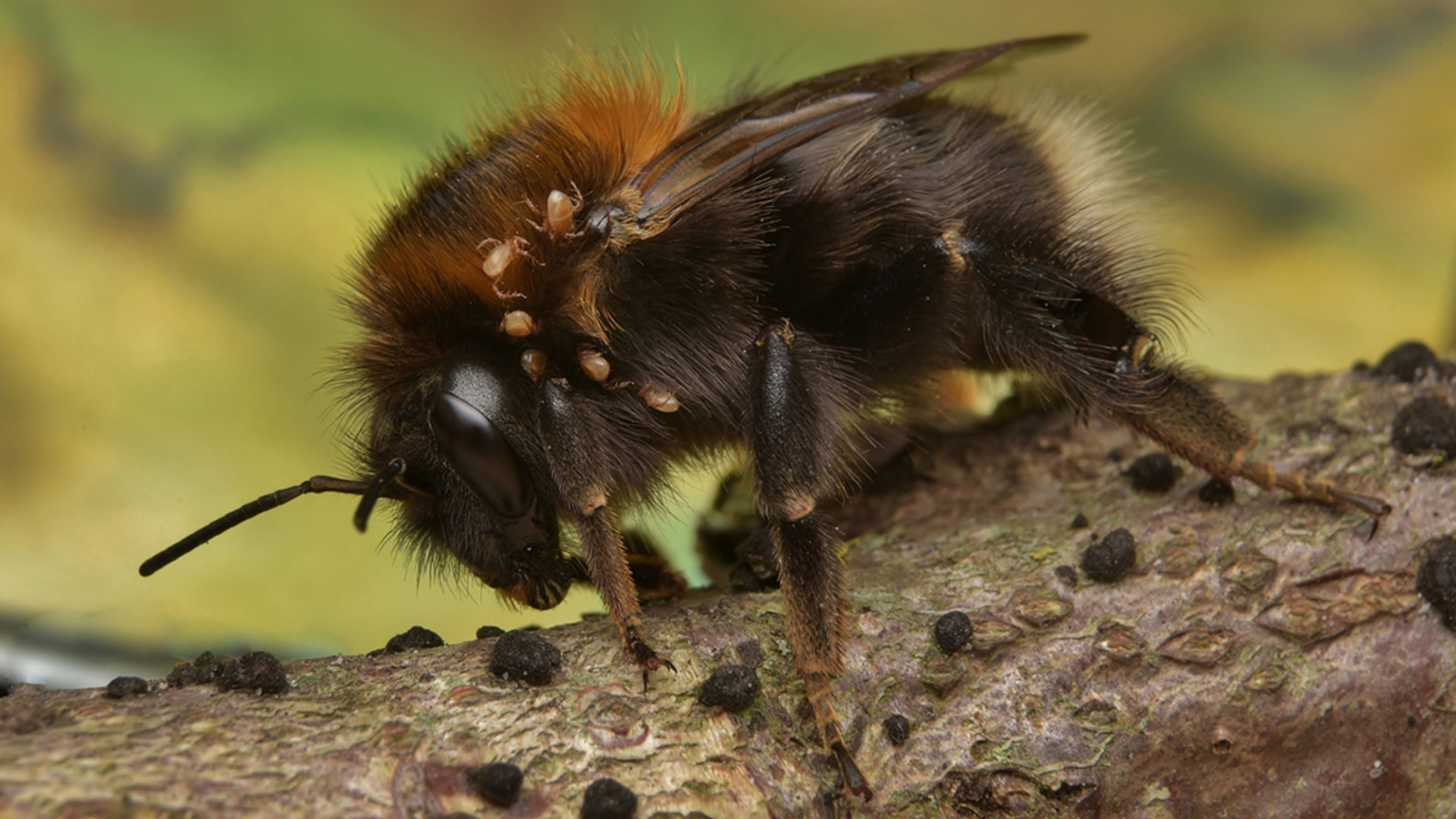 boomhommel met mijt