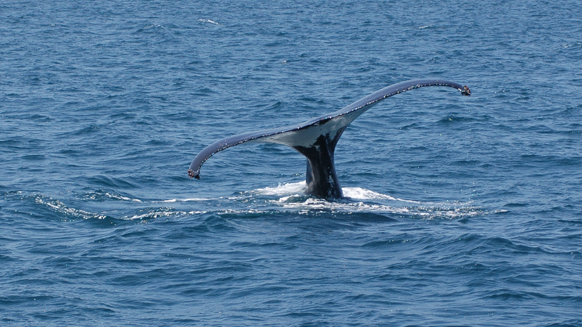 humpback.jpg