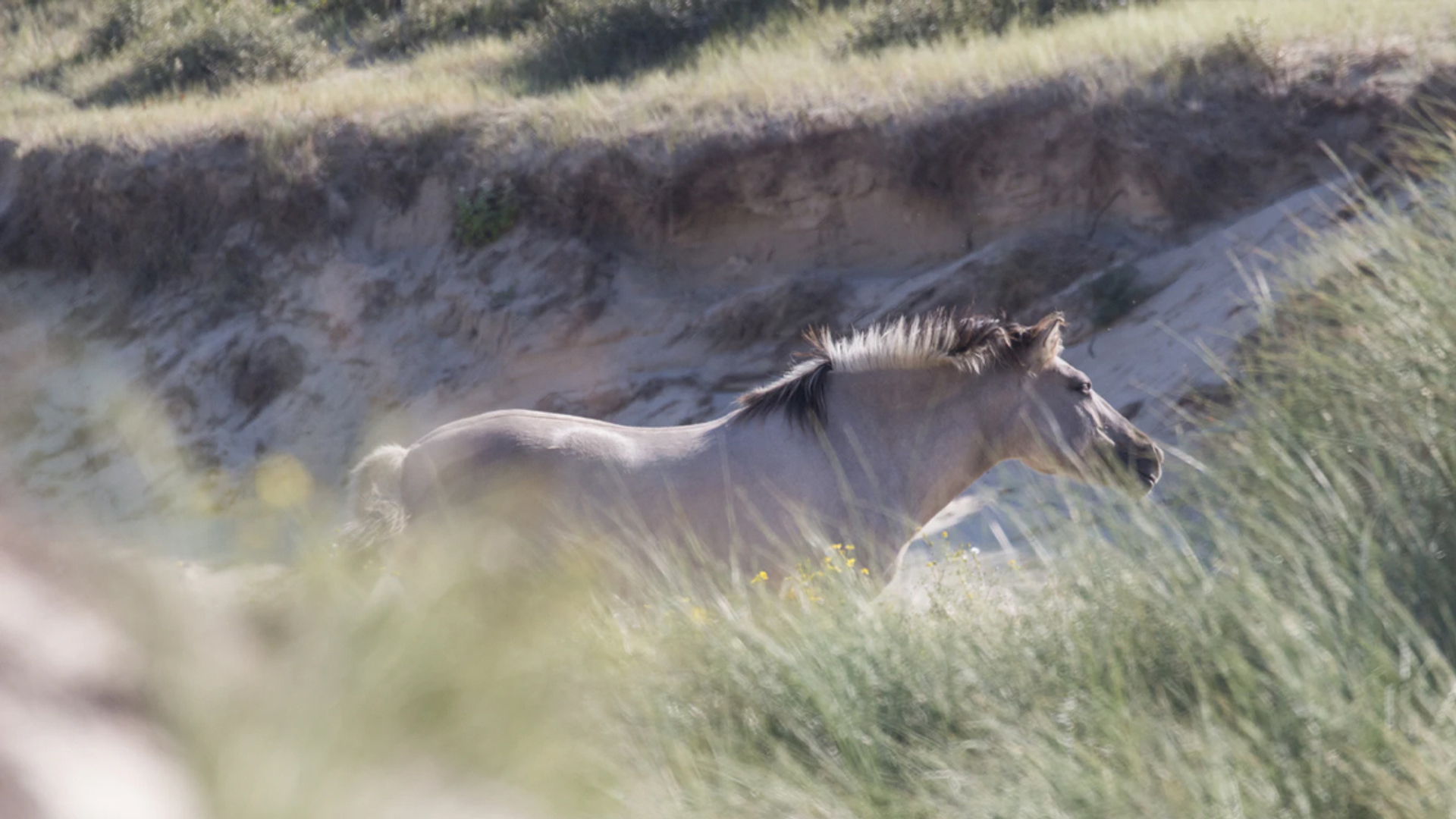 konikpaard_unsplash