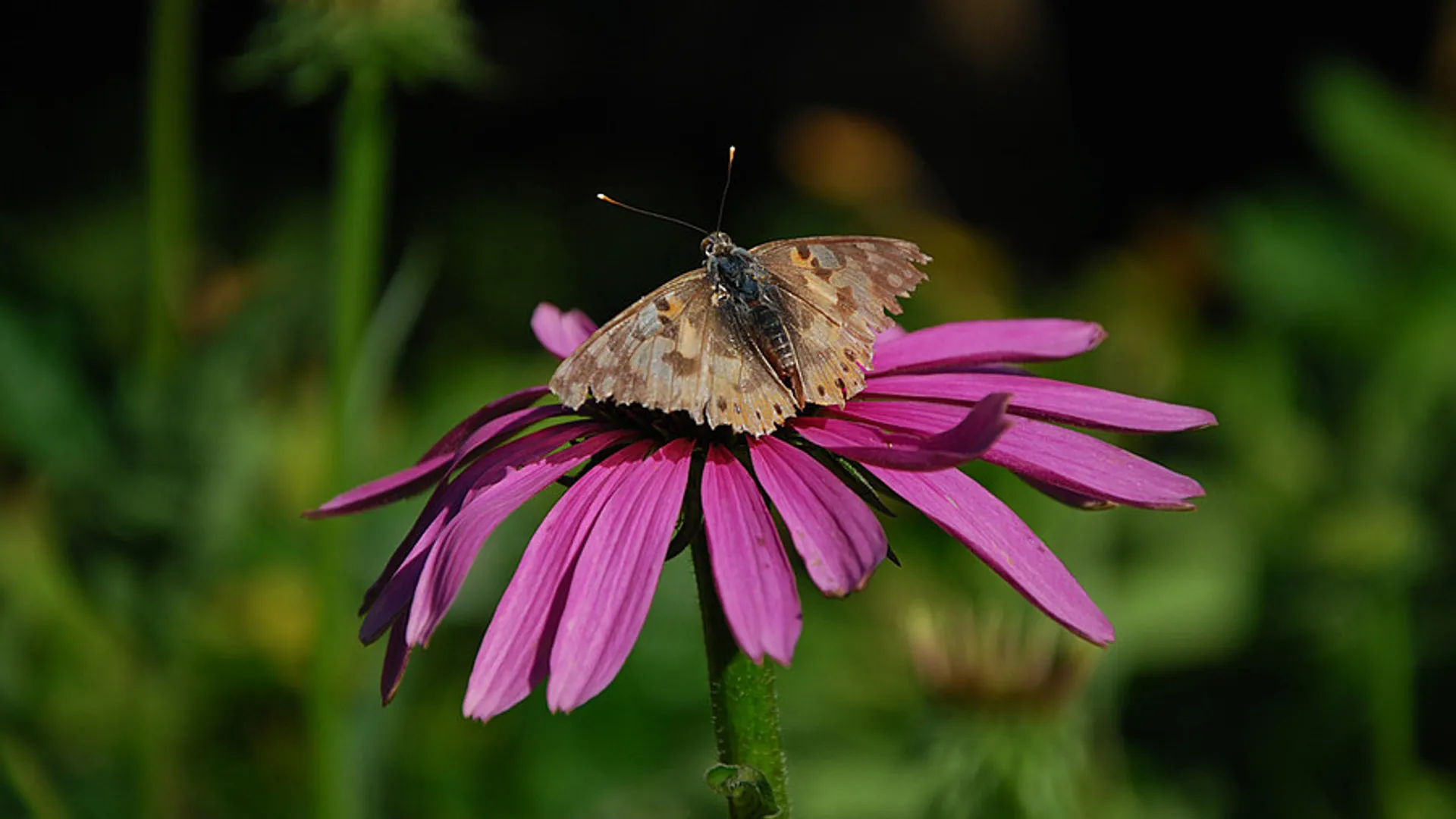 e7944f11d8.jpg