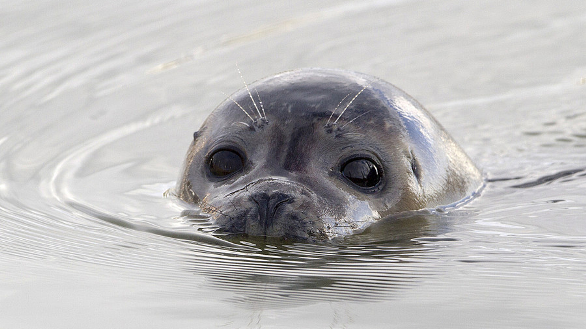 zeehond_81.jpg