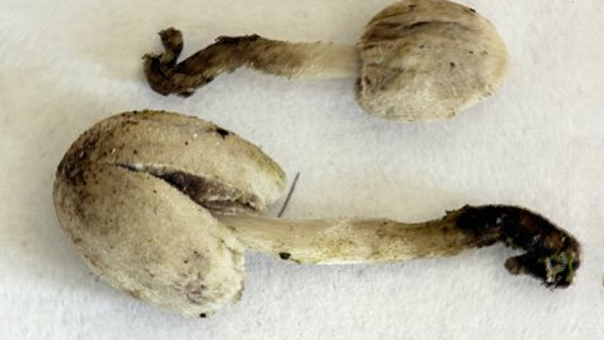 gistgeurinktzwam_-_natuurbericht_-_menno_boomsluiter.jpg