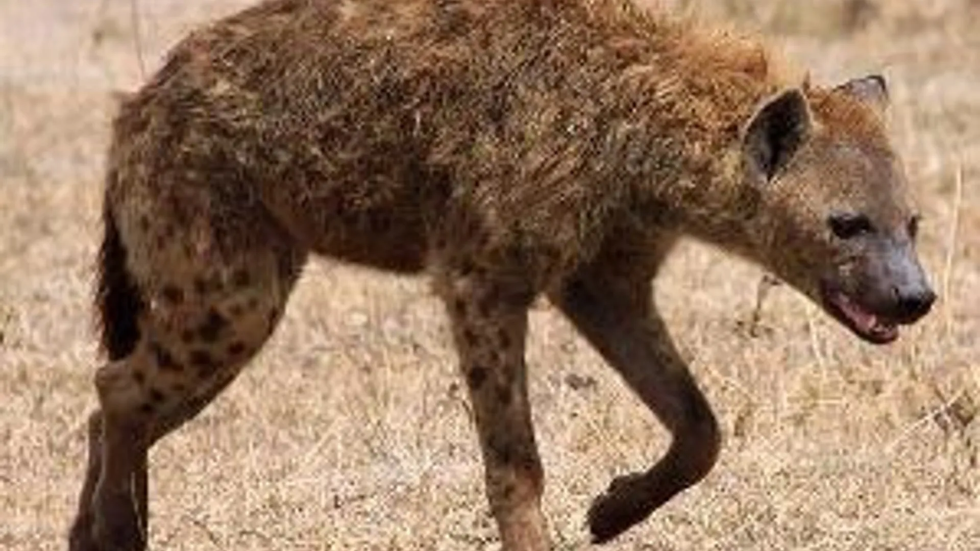 hyena.jpg