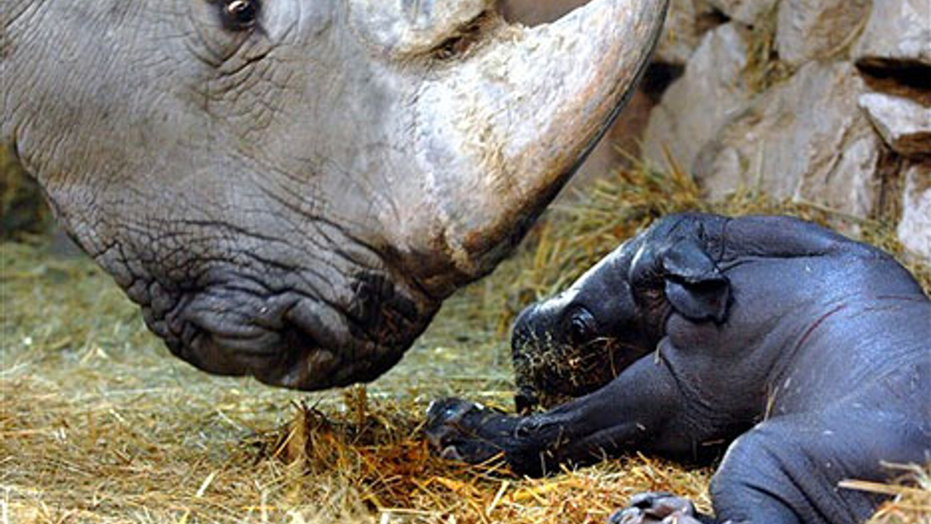 baby_rhino_1.jpg