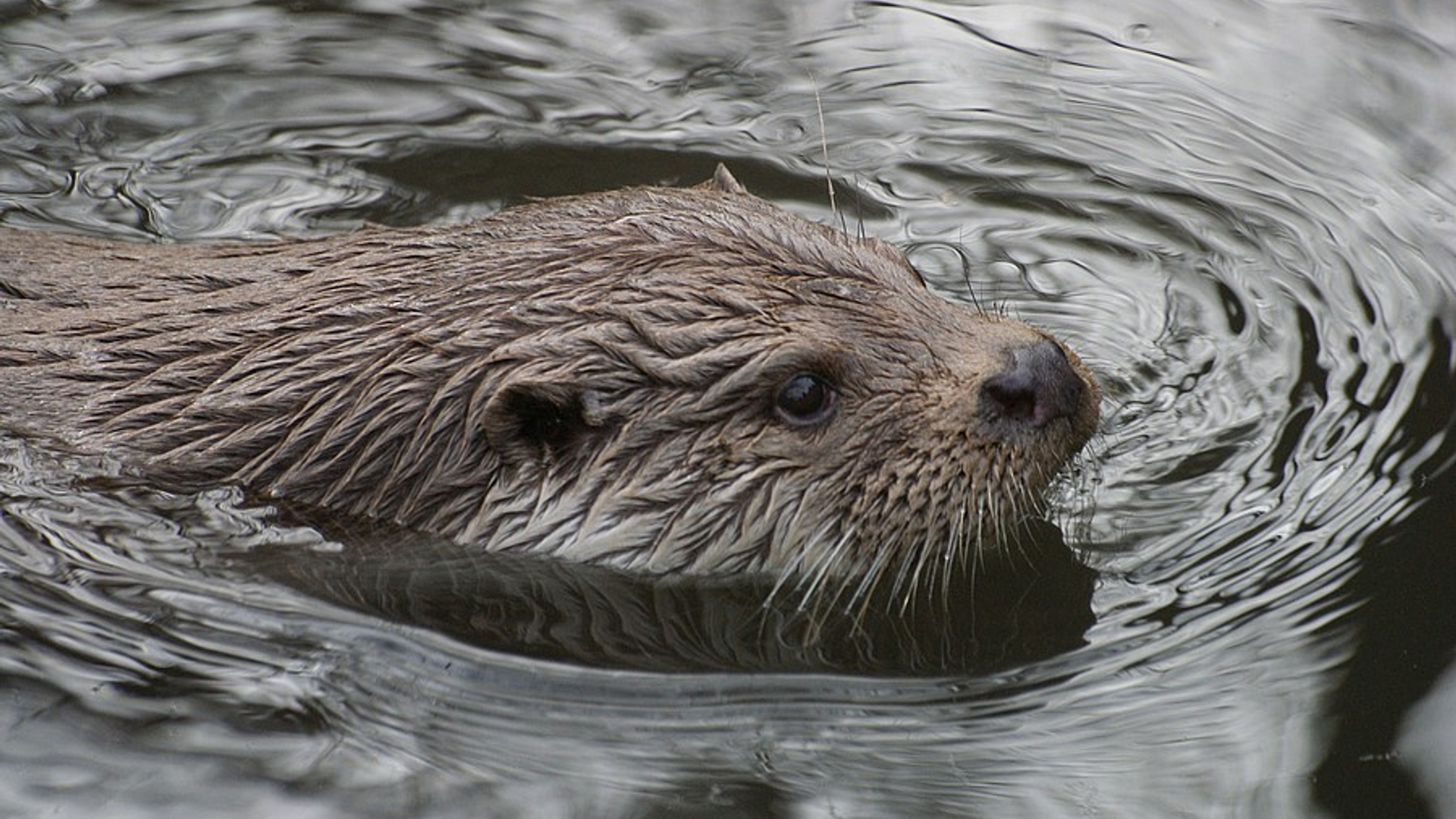 otter_27.jpg