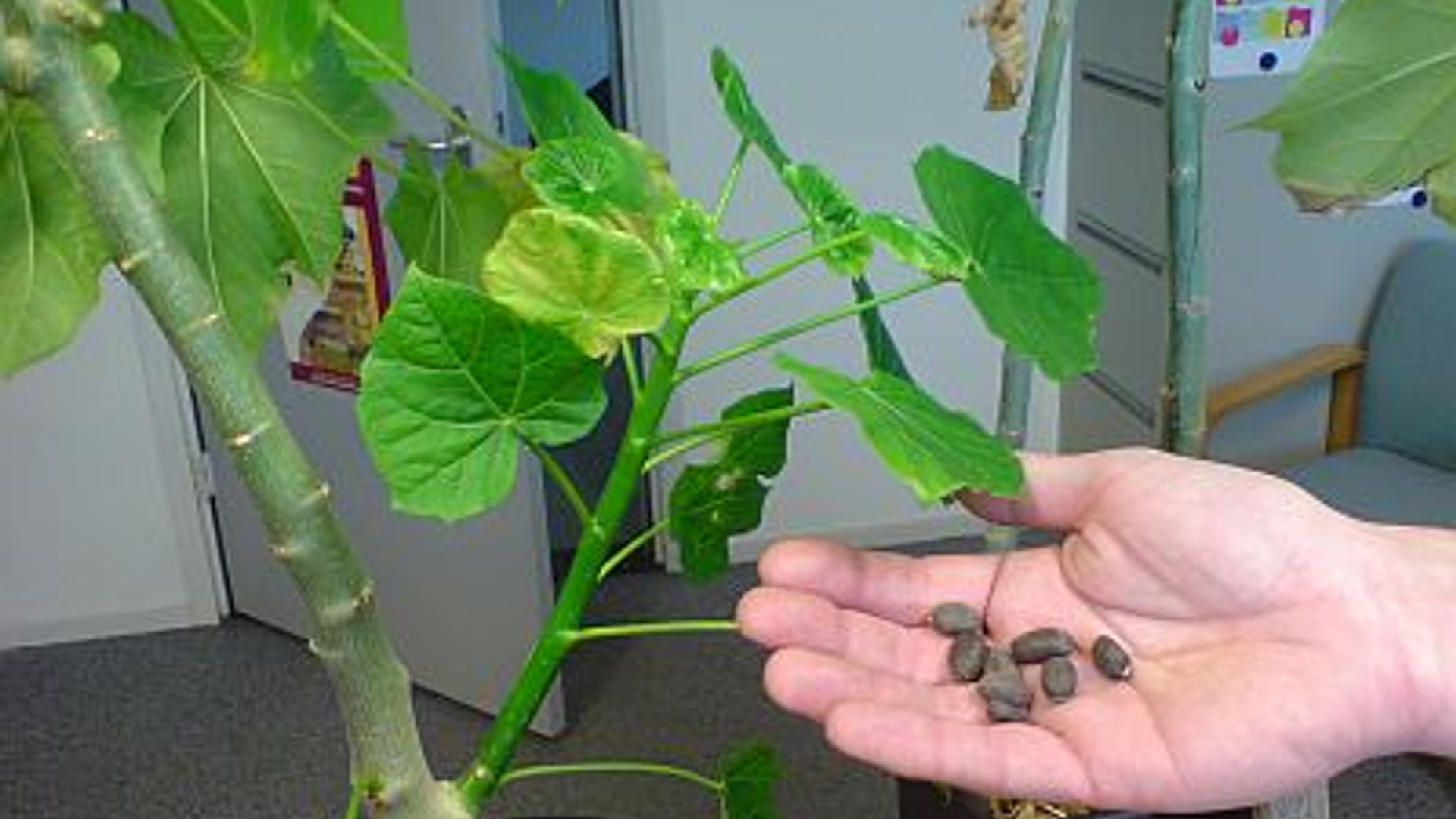 jatropha_02.jpg