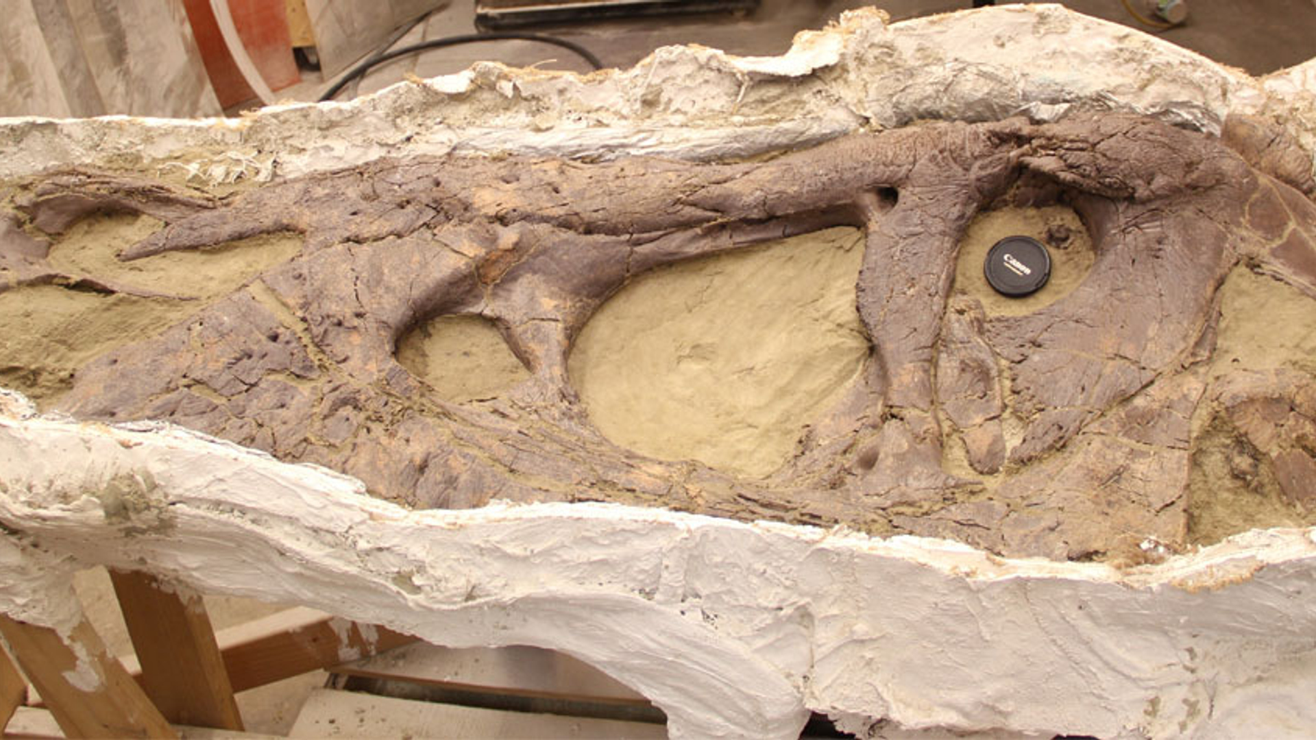T. rex